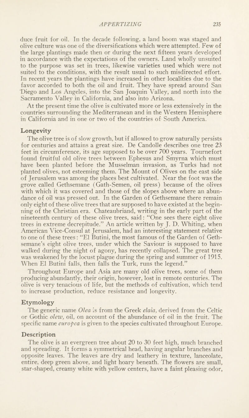 (luce fruit for oil. In the decade following, a land boom was staged and olive culture was one of the diversifications which were attempted. Few of the large plantings made then or during the next fifteen years developed in accordance with the expectations of the owners. Land wholly unsuited to the purpose was set in trees, likewise varieties used which were not suited to the conditions, with the result usual to such misdirected effort. In recent years the plantings have increased in other localities due to the favor accorded to both the oil and fruit. They have spread around San ‘Diego and Los Angeles, into the San Joaquin Valley, and north into the Sacramento Valley in California, and also into Arizona. At the present time the olive is cultivated more or less extensively in the countries surrounding the Mediterranean and in the Western Hemisphere in California and in one or two of the countries of South America. Longevity The olive tree is of slow growth, but if allowed to grow naturally persists for centuries and attains a great size. De Candolle describes one tree 23 feet in circumference, its age supposed to be over 700 years. Tournefort found fruitful old olive trees between Ephesus and Smyrna which must have been planted before the Musselman invasion, as Turks had not planted olives, not esteeming them. The Mount of Olives on the east side of Jerusalem was among the places best cultivated. Near the foot was the grove called Gethsemane (Gath-Semen, oil press) because of the olives with which it was covered and those of the slopes above where an abun¬ dance of oil was pressed out. In the Garden of Gethsemane there remain only eight of these olive trees that are supposed to have existed at the begin¬ ning of the Christian era. Chateaubriand, writing in the early part of the nineteenth century of these olive trees, said: “One sees there eight olive trees in extreme ciecrepitude.” An article written by J. D. Whiting, when American Vice-Consul at Jerusalem, had an interesting statement relative to one of these trees: “El Butini, the most famous of the Garden of Geth- semane’s eight olive trees, under which the Saviour is supposed to have walked during the night of agony, has recently collapsed. The great tree was weakenecl by the locust plague during the spring and summer of 1915. When El Butini falls, then falls the Turk, runs the legend.” Throughout Europe and Asia are many old olive trees, some of them producing abundantly, their origin, however, lost in remote centuries. The olive is very tenacious of life, but the methods of cultivation, which tend to increase production, reduce resistance and longevity. Etymology The generic name Olea Is from the Greek elaia, derived from the Celtic or Gothic olew, oil, on account of the abundance of oil in the fruit. The specific name enropca is given to the species cultivated throughout Europe. Description The olive is an evergreen tree about 20 to 30 feet high, much branched and spreading. It forms a symmetrical head, having angular branches and opposite leaves. The leaves are dry and leathery in texture, lanceolate, entire, deep green above, and light hoary beneath. The flowers are small, star-shaped, creamy white with yellow centers, have a faint pleasing odor.