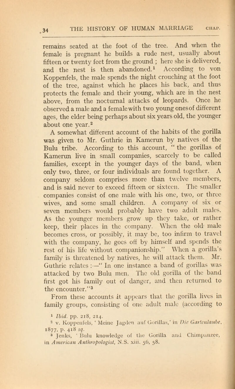 remains seated at the foot of the tree. And when the female is pregnant he builds a rude nest, usually about fifteen or twenty feet from the ground ; here she is delivered, and the nest is then abandoned.1 According to von Koppenfels, the male spends the night crouching at the foot of the tree, against which he places his back, and thus protects the female and their young, which are in the nest above, from the nocturnal attacks of leopards. Once he observed a male and a female with two young ones of different ages, the elder being perhaps about six years old, the younger about one year.2 A somewhat different account of the habits of the gorilla was given to Mr. Guthrie in Kamerun by natives of the Bulu tribe. According to this account, “ the gorillas of Kamerun live in small companies, scarcely to be called families, except in the younger days of the band, when only two, three, or four individuals are found together. A company seldom comprises more than twelve members, and is said never to exceed fifteen or sixteen. The smaller companies consist of one male with his one, two, or three wives, and some small children. A company of six or seven members would probably have two adult males. As the younger members grow up they take, or rather keep, their places in the company. When the old male becomes cross, or possibly, it may be, too infirm to travel with the company, he goes off by himself and spends the rest of his life without companionship.” When a gorilla’s family is threatened by natives, he will attack them. Mr. Guthrie relates :—“ In one instance a band of gorillas was attacked by two Bulu men. The old gorilla of the band first got his family out of danger, and then returned to the encounter.”3 From these accounts .it appears that the gorilla lives in family groups, consisting of one adult male (according to 1 Ibid. pp. 218, 214. - v. Koppenfels, ' Mcinc Jagdon auf Gorillas,’ in Die Gartenlaiibe. 1877, p. 418 sq. 3 Jenks, ‘ Bulu knowledge of the Gorilla and Chimpanzee, in American Anthropologist, N.S. xiii. 56, 58.