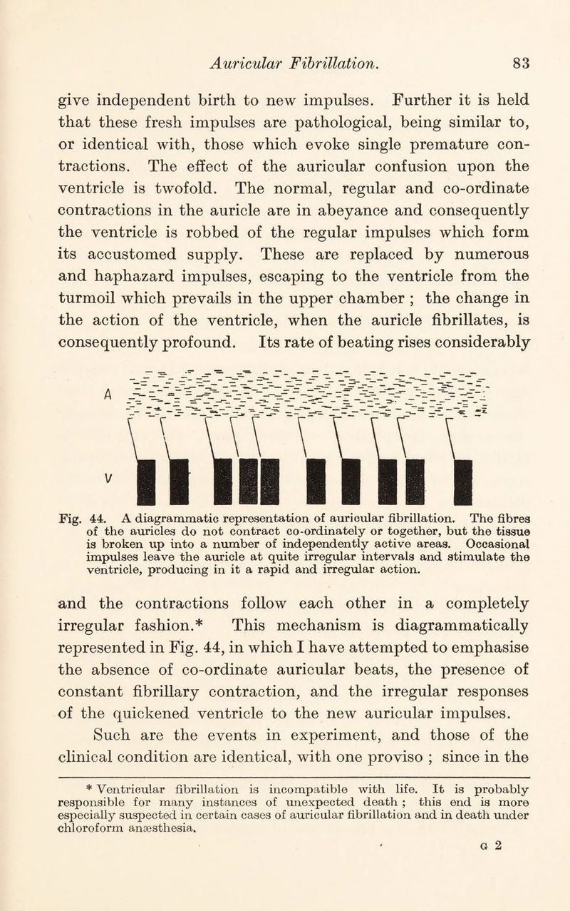 give independent birth to new impulses. Further it is held that these fresh impulses are pathological, being similar to, or identical with, those which evoke single premature con¬ tractions. The effect of the auricular confusion upon the ventricle is twofold. The normal, regular and co-ordinate contractions in the auricle are in abeyance and consequently the ventricle is robbed of the regular impulses which form its accustomed supply. These are replaced by numerous and haphazard impulses, escaping to the ventricle from the turmoil which prevails in the upper chamber ; the change in the action of the ventricle, when the auricle fibrillates, is consequently profound. Its rate of beating rises considerably Fig. 44. A diagrammatic representation of auricular fibrillation. The fibres of the auricles do not contract co-ordinately or together, but the tissue is broken up into a number of independently active areas. Occasional impulses leave the auricle at quite irregular intervals and stimulate the ventricle, producing in it a rapid and irregular action. and the contractions follow each other in a completely irregular fashion.* This mechanism is diagrammatically represented in Fig. 44, in which I have attempted to emphasise the absence of co-ordinate auricular beats, the presence of constant fibrillary contraction, and the irregular responses of the quickened ventricle to the new auricular impulses. Such are the events in experiment, and those of the clinical condition are identical, with one proviso ; since in the * Ventricular fibrillation is incompatible with life. It is probably responsible for many instances of unexpected death ; this end is more especially suspected in certain cases of auricular fibrillation and in death under chloroform anaesthesia.