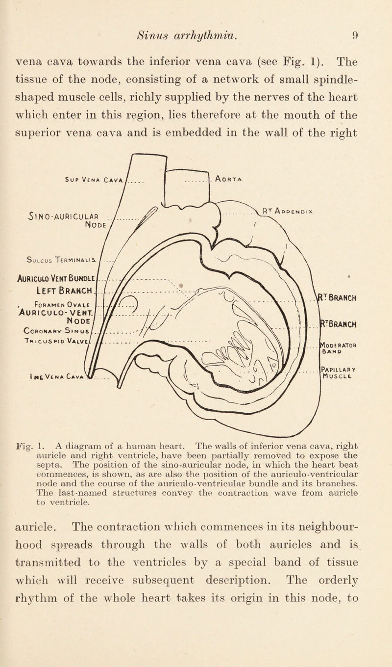 vena cava towards the inferior vena cava (see Fig. 1). The tissue of the node, consisting of a network of small spindle- shaped muscle cells, richly supplied by the nerves of the heart which enter in this region, lies therefore at the mouth of the superior vena cava and is embedded in the wall of the right auricle and right ventricle, have been partially removed to expose the septa. The position of the sino-auricular node, in which the heart beat commences, is shown, as are also the position of the auriculo-ventricular node and the course of the auriculo-ventricular bundle and its branches. The last-named structures convey the contraction wave from auricle to ventricle. auricle. The contraction which commences in its neighbour¬ hood spreads through the walls of both auricles and is transmitted to the ventricles by a special band of tissue which will receive subsequent description. The orderly rhythm of the whole heart takes its origin in this node, to