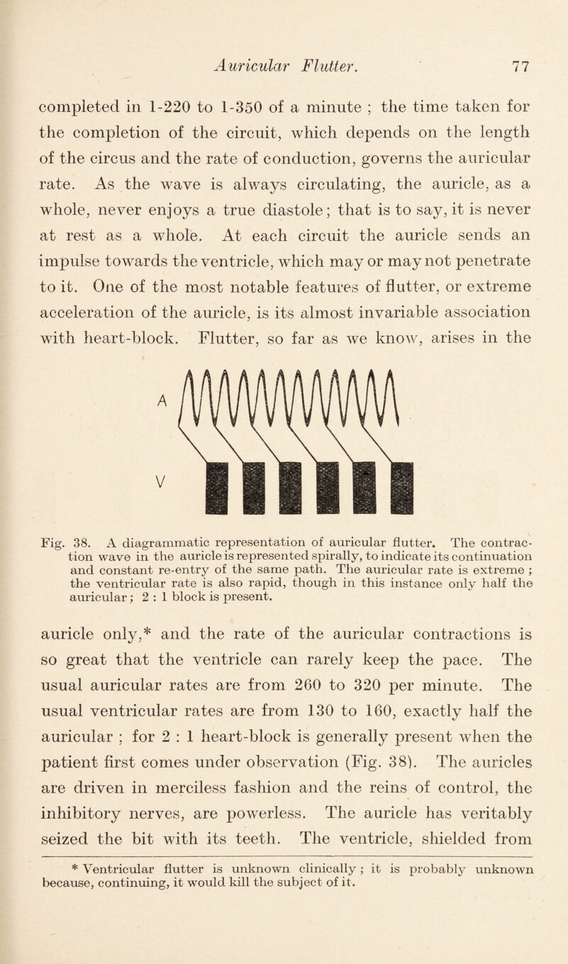 completed in 1-220 to 1-350 of a minute ; the time taken for the completion of the circuit, which depends on the length of the circus and the rate of conduction, governs the auricular rate. As the wave is always circulating, the auricle, as a whole, never enjoys a true diastole; that is to say, it is never at rest as a whole. At each circuit the auricle sends an impulse towards the ventricle, which may or may not penetrate to it. One of the most notable features of flutter, or extreme acceleration of the auricle, is its almost invariable association with heart-block. Flutter, so far as we know, arises in the Fig. 38. A diagrammatic representation of auricular flutter. The contrac¬ tion wave in the auricle is represented spirally, to indicate its continuation and constant re-entry of the same path. The auricular rate is extreme ; the ventricular rate is also rapid, though in this instance only half the auricular; 2 : 1 block is present. auricle only,* and the rate of the auricular contractions is so great that the ventricle can rarely keep the pace. The usual auricular rates are from 260 to 320 per minute. The usual ventricular rates are from 130 to 160, exactly half the auricular ; for 2 : 1 heart-block is generally present when the patient first comes under observation (Fig. 38). The auricles are driven in merciless fashion and the reins of control, the inhibitory nerves, are powerless. The auricle has veritably seized the bit with its teeth. The ventricle, shielded from * Ventricular flutter is unknown clinically; it is probably unknown because, continuing, it would kill the subject of it.
