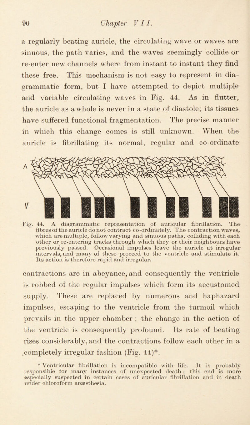 a regularly beating auricle, the circulating wave or waves are sinuous, the path varies, and the waves seemingly collide or re-enter new channels where from instant to instant they find these free. This mechanism is not easy to represent in dia¬ grammatic form, but I have attempted to depict multiple and variable circulating waves in Fig. 44. As in flutter,, the auricle as a whole is never in a state of diastole; its tissues have suffered functional fragmentation. The precise manner in which this change comes is still unknown. When the auricle is fibrillating its normal, regular and co-ordinate Fig. 44. A diagrammatic representation of auricular fibrillation. The fibres of the auricle do not contract co-ordinately. The contraction waves, which are multiple, follow varying and sinuous paths, colliding with each other or re-entering tracks through which they or their neighbours have previously passed. Occasional impulses leave the auricle at irregular intervals, and many of these proceed to the ventricle and stimulate it. Its action is therefore rapid and irregular. contractions are in abeyance, and consequently the ventricle is robbed of the regular impulses which form its accustomed suppty. These are replaced by numerous and haphazard impulses, escaping to the ventricle from the turmoil which prevails in the upper chamber ; the change in the action of the ventricle is consequently profound. Its rate of beating rises considerably, and the contractions follow each other in a completely irregular fashion (Fig. 44)*. * Ventricular fibrillation is incompatible with life. It is probably responsible for many instances of unexpected death ; this end is more ©specially suspected in certain cases of auricular fibrillation and in death under chloroform anaesthesia.