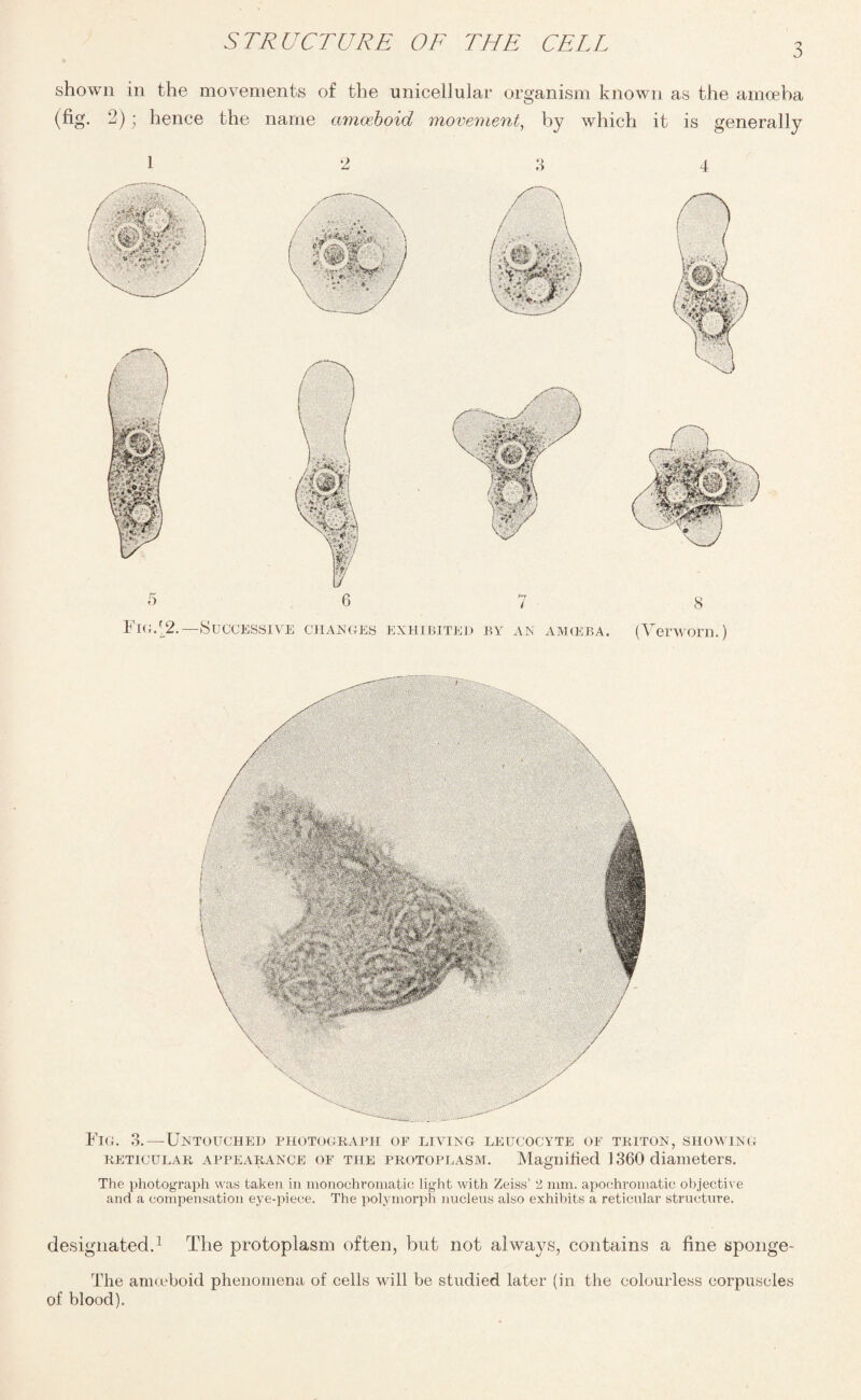 shown in the movements of the unicellular organism known as the amoeba (fig. 2); hence the name amoeboid movement, by which it is generally 1 2 3 4 Fig. 3.—Untouched photograph op living leucocyte oe triton, showing reticular appearance op the protoplasm. Magnified 1360 diameters. The photograph was taken in monochromatic light with Zeiss’ 2 mm. apochromatic objective and a compensation eye-piece. The polymorph nucleus also exhibits a reticular structure. designated.1 The protoplasm often, but not always, contains a fine sponge- The amoeboid phenomena of cells will be studied later (in the colourless corpuscles of blood).