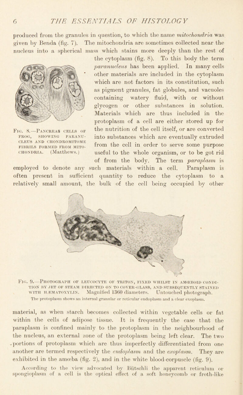 produced from the granules in question, to which the name mitochondria was given by Benda (fig. 7). The mitochondria are sometimes collected near the nucleus into a spherical mass which stains more deeply than the rest of the cytoplasm (fig. 8). To this body the term paranucleus has been applied. In many cells other materials are included in the cytoplasm which are not factors in its constitution, such as pigment granules, fat globules, and vacuoles containing watery fluid, with or without glycogen or other substances in solution. Materials which are thus included in the protoplasm of a cell are either stored up for the nutrition of the cell itself, or are converted into substances which are eventually extruded from the cell in order to serve some purpose useful to the whole organism, or to be got rid of from the body. The term paraplasm is employed to denote any such materials within a cell. Paraplasm is often present in sufficient quantity to reduce the cytoplasm to a relatively small amount, the bulk of the cell being occupied by other ' Y . Fig. 9.—Photograph of leucocyte of triton, fixed whilst in amceboid condi¬ tion BY JET OF STEAM DIRECTED ON TO COVER-GLASS, AND SUBSEQUENTLY STAINED with hematoxylin. Magnified 1360 diameters. Untouched photograph. The protoplasm shows an internal granular or reticular endoplasm and a clear exoplasm. material, as when starch becomes collected within vegetable cells or fat within the cells of adipose tissue. It is frequently the case that the paraplasm is confined mainly to the protoplasm in the neighbourhood of the nucleus, an external zone of the protoplasm being left clear. The two -portions of protoplasm which are thus imperfectly differentiated from one another are termed respectively the endoplasm and the exoplasm. They are exhibited in the amoeba (fig. 2), and in the white blood-corpuscle (fig. 9). According to the view advocated by Biitschli the apparent reticulum or spongioplasm of a cell is the optical effect of a soft honeycomb or froth-like Fig. 8.—Pancreas cells of FROG, SHOWING PARANU¬ CLEUS AND chondromitome FIBRILS FORMED FROM MITO¬ CHONDRIA. (Matthews.)