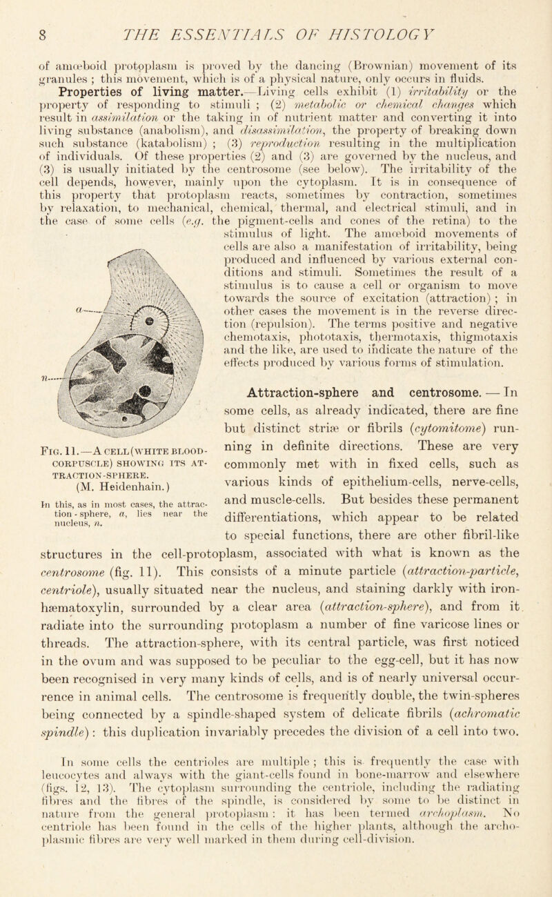 of amoeboid protoplasm is proved by the dancing (Brownian) movement of its granules ; this movement, which is of a physical nature, only occurs in fluids. Properties of living matter.—Living cells exhibit (1) irritability or the property of responding to stimuli ; (2) metabolic or chemical changes, which result in assimilation or the taking in of nutrient matter and converting it into living substance (anabolism), and disassimilation, the property of breaking down such substance (katabolism) ; (3) reproduction resulting in the multiplication of individuals. Of these properties (2) and (3) are governed by the nucleus, and (3) is usually initiated by the centrosome (see below). The irritability of the cell depends, however, mainly upon the cytoplasm. It is in consequence of this property that protoplasm reacts, sometimes by contraction, sometimes by relaxation, to mechanical, chemical, thermal, and electrical stimuli, and in the case of some cells (e.g. the pigment-cells and cones of the retina) to the stimulus of light. The amoeboid movements of cells are also a manifestation of irritability, being produced and influenced by various external con¬ ditions and stimuli. Sometimes the result of a stimulus is to cause a cell or organism to move towards the source of excitation (attraction) ; in other cases the movement is in the reverse direc¬ tion (repulsion). The terms positive and negative chemotaxis, phototaxis, thermotaxis, thigmotaxis and the like, are used to indicate the nature of the effects produced by various forms of stimulation. Attraction-sphere and centrosome. — In some cells, as already indicated, there are fine but distinct stride or fibrils (cytomitome) run¬ ning in definite directions. These are very commonly met with in fixed cells, such as various kinds of epithelium-cells, nerve-cells, and muscle-cells. But besides these permanent differentiations, which appear to be related to special functions, there are other fibril-like structures in the cell-protoplasm, associated with what is known as the centrosome (fig. 11). This consists of a minute particle (attraction-particle, centriole), usually situated near the nucleus, and staining darkly with iron- haematoxylin, surrounded by a clear area (attraction-sphere), and from it radiate into the surrounding protoplasm a number of fine varicose lines or threads. The attraction-sphere, with its central particle, was first noticed in the ovum and was supposed to be peculiar to the egg-cell, but it has now been recognised in very many kinds of cells, and is of nearly universal occur¬ rence in animal cells. The centrosome is frequently double, the twin-spheres being connected by a spindle-shaped system of delicate fibrils (achromatic spindle): this duplication invariably precedes the division of a cell into two. In some cells the centrioles are multiple ; this is frequently the case with leucocytes and always with the giant-cells found in bone-marrow and elsewhere (tigs. 12, 13). The cytoplasm surrounding the centriole, including the radiating fibres and the fibres of the spindle, is considered by some to be distinct in nature from the general protoplasm : it has been termed archoplasm. No centriole has been found in the cells of the higher plants, although the archo- plasmic fibres are veiy well marked in them during cell-division. Fig. 11.—Acell(white blood- corpuscle) SHOWING ITS AT¬ TRACTION-SPHERE. (M. Heidenhain.) In this, as in most cases, the attrac¬ tion - sphere, a, lies near the nucleus, n.