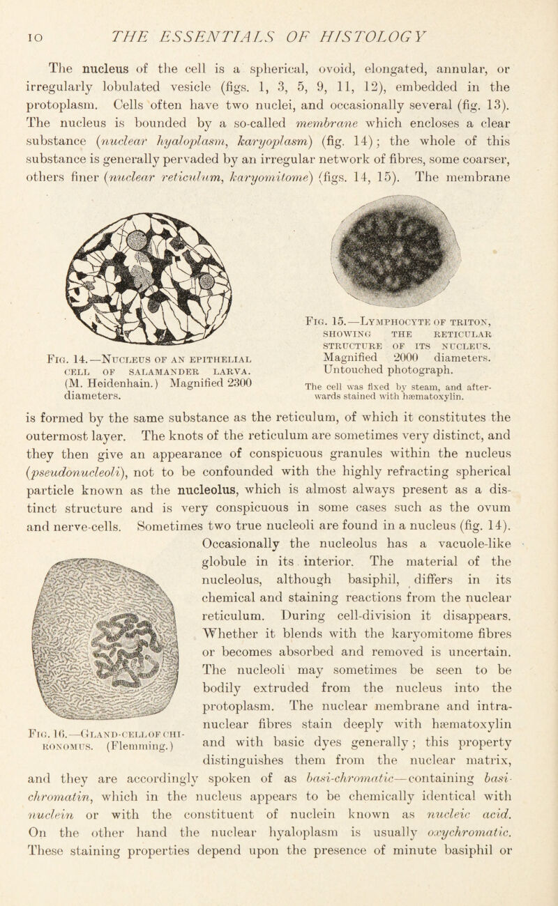 The nucleus of the cell is a spherical, ovoid, elongated, annular, or irregularly lobulated vesicle (figs. 1, 3, 5, 9, 11, 12), embedded in the protoplasm. Cells often have two nuclei, and occasionally several (fig. 13). The nucleus is bounded by a so-called membrane which encloses a clear substance (nuclear hyaloplasm, karyoplasm) (fig. 14); the whole of this substance is generally pervaded by an irregular network of fibres, some coarser, others finer (nuclear reticulum, karyomitome) (figs. 14, 15). The membrane Fig. 14.—Nucleus of an epithelial CELL OF SALAMANDER LARVA. (M. Heidenhain.) Magnified 2300 diameters. Fig. 15.—Lymphocyte of triton, SHOWING THE RETICULAR STRUCTURE OF ITS NUCLEUS. Magnified 2000 diameters. Untouched photograph. The cell was fixed steam, and after¬ wards stained with haematoxylin. is formed by the same substance as the reticulum, of which it constitutes the outermost layer. The knots of the reticulum are sometimes very distinct, and they then give an appearance of conspicuous granules within the nucleus {pseudonucleoli), not to be confounded with the highly refracting spherical particle known as the nucleolus, which is almost always present as a dis¬ tinct structure and is very conspicuous in some cases such as the ovum and nerve-cells. Sometimes two true nucleoli are found in a nucleus (fig. 14). Occasionally the nucleolus has a vacuole-like globule in its interior. The material of the nucleolus, although basiphil, differs in its chemical and staining reactions from the nuclear reticulum. During cell-division it disappears. Whether it blends with the karyomitome fibres or becomes absorbed and removed is uncertain. The nucleoli may sometimes be seen to be bodily extruded from the nucleus into the pr nuclear fibres stain deeply with hasmatoxylin and with basic dyes generally; this property distinguishes them from the nuclear matrix, and they are accordingly spoken of as basi-chromatic—containing basi- chromatin, which in the nucleus appears to be chemically identical with nuclein or with the constituent of nuclein known as nucleic acid. On the other hand the nuclear hyaloplasm is usually oxychromatic. These staining properties depend upon the presence of minute basiphil or otoplasm. The nuclear membrane and intra- A. VO Ark A rH k’G Hz':'*,, iS Fig. 16.—Gland-cell of chi- ronomus. (Flemming.)