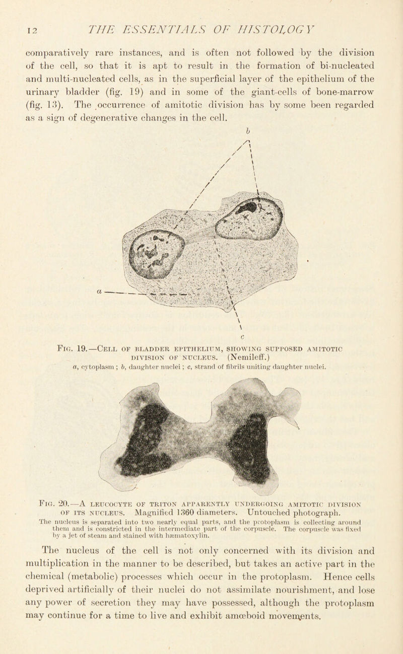 comparatively rare instances, and is often not followed by the division of the cell, so that it is apt to result in the formation of bi-nucleated and multi-nucleated cells, as in the superficial layer of the epithelium of the urinary bladder (fig. 19) and in some of the giant-cells of bone-marrow (fig. 13). The occurrence of amitotic division has by some been regarded as a sign of degenerative changes in the cell. b \ \ c Fig. 19.—Cell of bladder epithelium, showing supposed amitotic division of nucleus. (Nemileff.) a, cytoplasm ; b, daughter nuclei; c, strand of fibrils uniting daughter nuclei. Fig. 20.—A leucocyte of triton apparently undergoing amitotic division of its nucleus. Magnified 1360 diameters. Untouched photograph. The nucleus is separated into two nearly equal parts, and the protoplasm is collecting around them and is constricted in the intermediate part of the corpuscle. The corpuscle was fixed by a jet of steam and stained with hsematoxylin. The nucleus of the cell is not only concerned with its division and multiplication in the manner to be described, but takes an active part in the chemical (metabolic) processes which occur in the protoplasm. Hence cells deprived artificially of their nuclei do not assimilate nourishment, and lose any power of secretion they may have possessed, although the protoplasm may continue for a time to live and exhibit amoeboid movements. I