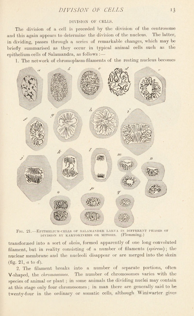 DIVISION OF CELLS. The division of a cell is preceded by the division of the centrosome and this again appears to determine the division of the nucleus. The latter, in dividing, passes through a series of remarkable changes, which may be briefly summarised as they occur in typical animal cells such as the epithelium-cells of Salamandra, as follows :— 1. The network of chromoplasm-filaments of the resting nucleus becomes Fig. 21.—Epithelium-cells of salamander larva in different phases of DIVISION BY KARYOKINESIS OR MITOSIS. (Flemming.) transformed into a sort of skein, formed apparently of one long convoluted filament, but in reality consisting of a number of filaments (,spirern); the nuclear membrane and the nucleoli disappear or are merged into the skein (fig. 21, a to d). 2. The filament breaks into a number of separate portions, often V-shaped, the chvomosomes. The number of chromosomes varies with the species of animal or plant ; in some animals the dividing nuclei may contain at this stage only four chromosomes) in man there are generally said to be twenty-four in the ordinary or somatic cells, although Winiwarter gives