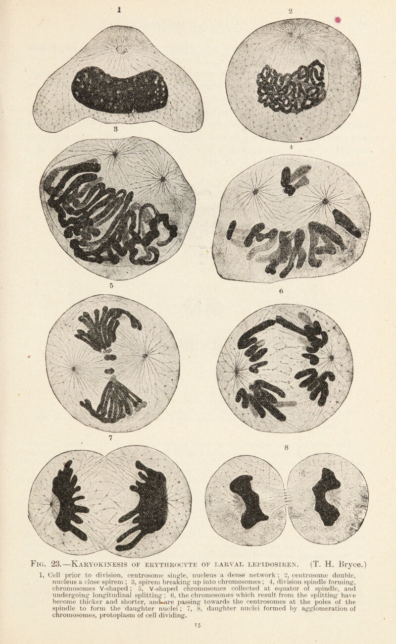 Fig. 23.—Karyokinesis of erythrocyte of larval lepidosiren. (T. H. Bryce.) 1, Cell prior to division, centrosome single, nucleus a dense network; 2, eentrosome double, nucleus a close spirem ; 3, spireni breaking up into chromosomes ; 4, division spindle forming, chromosomes V-shaped; 5, V-shaped chromosomes collected at equator of spindle, and undergoing longitudinal splitting; 6, the chromosomes which result from the splitting have become thicker and shorter, ancLare passing towards the centrosomes at the poles of the spindle to form the daughter nuclei; 7, 8, daughter nuclei formed by agglomeration of chromosomes, protoplasm of cell dividing. i5