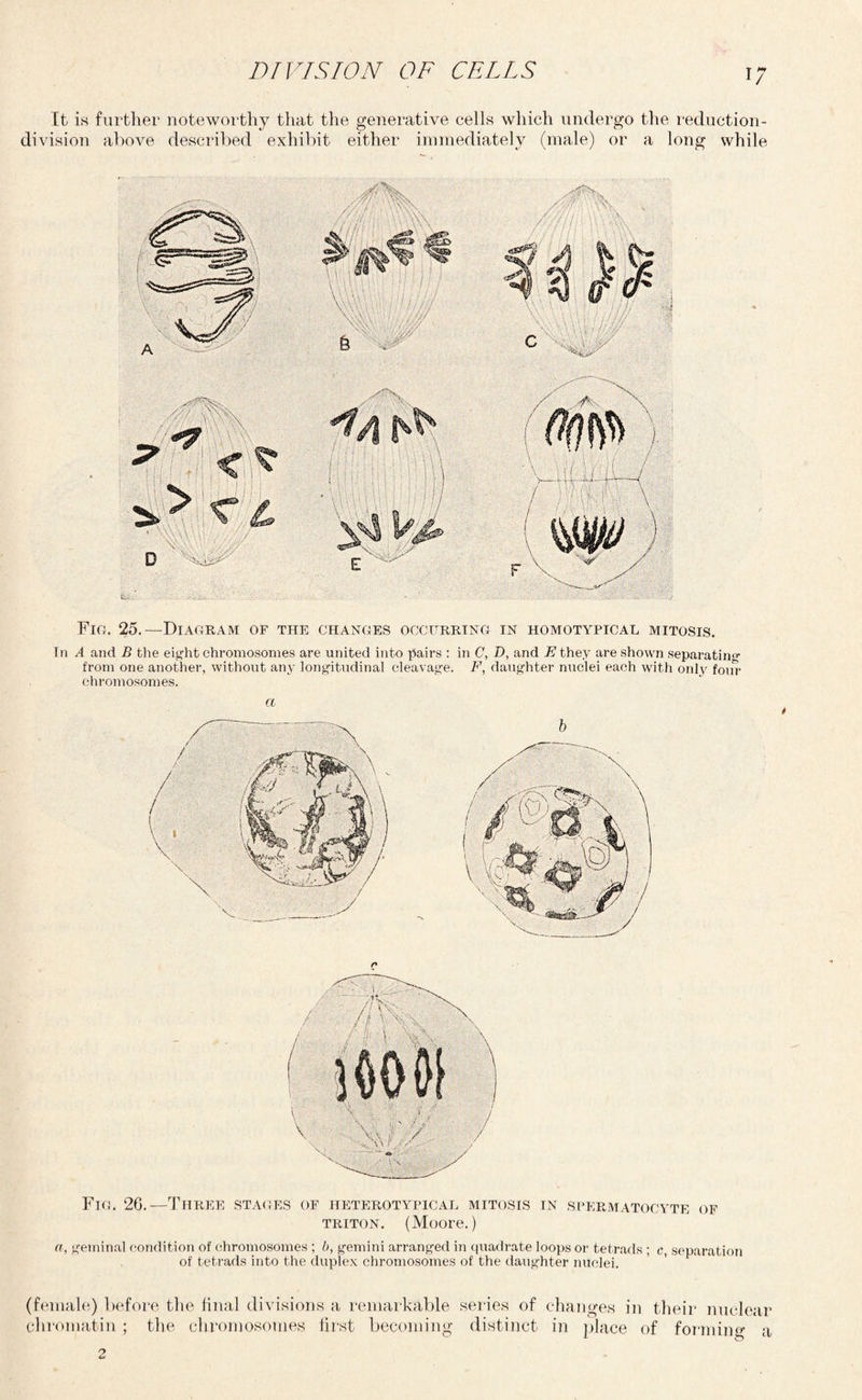 It is further noteworthy that the generative cells which undergo the reduction- division above described exhibit either immediately (male) or a long while Fig. 25.—Diagram of the changes occurring in homotypical mitosis. Tn A and B the eight chromosomes are united into pairs : in C, D, and E they are shown separating from one another, without any longitudinal cleavage. F, daughter nuclei each with only four chromosomes. a Fig. 26.—Three stages of heterotypical mitosis in spermatocyte of triton. (Moore.) a, geminal condition of chromosomes ; b, gemini arranged in quadrate loops or tetrads ; c, separation of tetrads into the duplex chromosomes of the daughter nuclei. (female) before the final divisions a remarkable series of changes in their nuclear chromatin; the chromosomes first becoming distinct in place of forming a