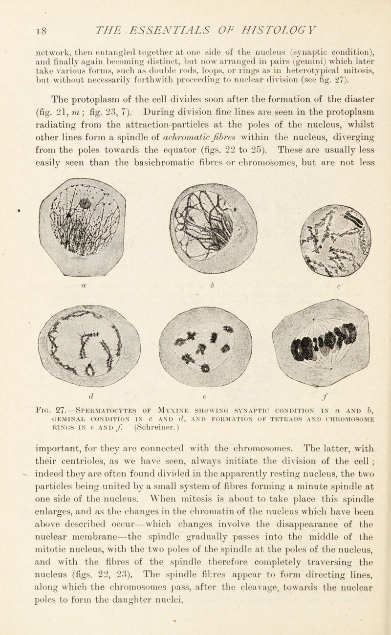 network, then entangled together at one side of the nucleus (synaptic condition), and finally again becoming distinct, but now arranged in pairs (gernini) which later take various forms, such as double rods, loops, or rings as in heterotypical mitosis, but without necessarily forthwith proceeding to nuclear division (see fig. 27). The protoplasm of the cell divides soon after the formation of the diaster (fig. 21, m; fig. 23, 7). During division fine lines are seen in the protoplasm radiating from the attraction-particles at the poles of the nucleus, whilst other lines form a spindle of achromatic fibres within the nucleus, diverging from the poles towards the equator (figs. 22 to 25). These are usually less easily seen than the basichromatic fibres or chromosomes, but are not less a b c Fig. 27.—Spermatocytes of Myxine showing synaptic condition in a and b, GEMINAL CONDITION IN C AND (7, AND FORMATION OF TETRADS AND CHROMOSOME rings in e and/. (Schreiner.) important, for they are connected with the chromosomes. The latter, with their centrioles, as we have seen, always initiate the division of the cell ; indeed they are often found divided in the apparently resting nucleus, the two particles being united by a small system of fibres forming a minute spindle at one side of the nucleus. When mitosis is about to take place this spindle enlarges, and as the changes in the chromatin of the nucleus which have been above described occur—-which changes involve the disappearance of the nuclear membrane—the spindle gradually passes into the middle of the mitotic nucleus, with the two poles of the spindle at the poles of the nucleus, and with the fibres of the spindle therefore completely traversing the nucleus (figs. 22, 23). The spindle fibres appear to form directing lines, along which the chromosomes pass, after the cleavage, towards the nuclear poles to form the daughter nuclei,