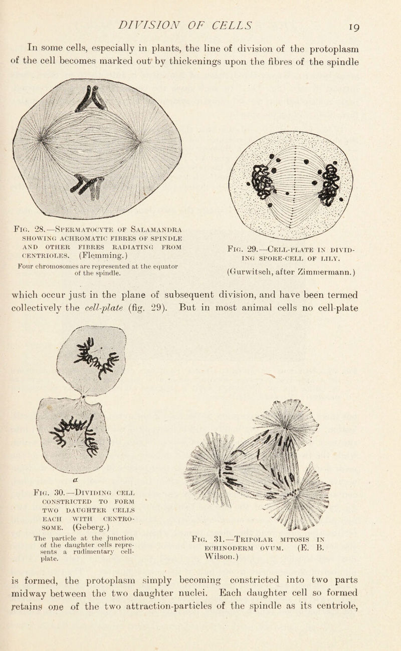 In some cells, especially in plants, the line of division of the protoplasm of the cell becomes marked out by thickenings upon the fibres of the spindle Fig. 28.—Spermatocyte of Salamandra SHOWING ACHROMATIC FIBRES OF SPINDLE AND OTHER FIBRES RADIATING FROM centrioles. (Flemming.) Four chromosomes are represented at the equator of the spindle. Fig. 29.—Cell-plate in divid¬ ing SPORE-CELL OF LILY. (Gurwitsch, after Zimmermann.) which occur just in the plane of subsequent division, and have been termed collectively the cell-plate (fig. 29). But in most animal cells no cell-plate a Fig. 30.—Dividing cell CONSTRICTED TO FORM TWO DAUGHTER CELLS EACH WITH CENTRO- some. (Geberg.) The particle at the junction of the daughter cells repre¬ sents a rudimentary cell- plate. Fig. 31.—Tripolar mitosis in ECHINODERM OVUM. (E. B. Wilson.) is formed, the protoplasm simply becoming constricted into two parts midway between the two daughter nuclei. Each daughter cell so formed retains one of the two attraction-particles of the spindle as its centriole,