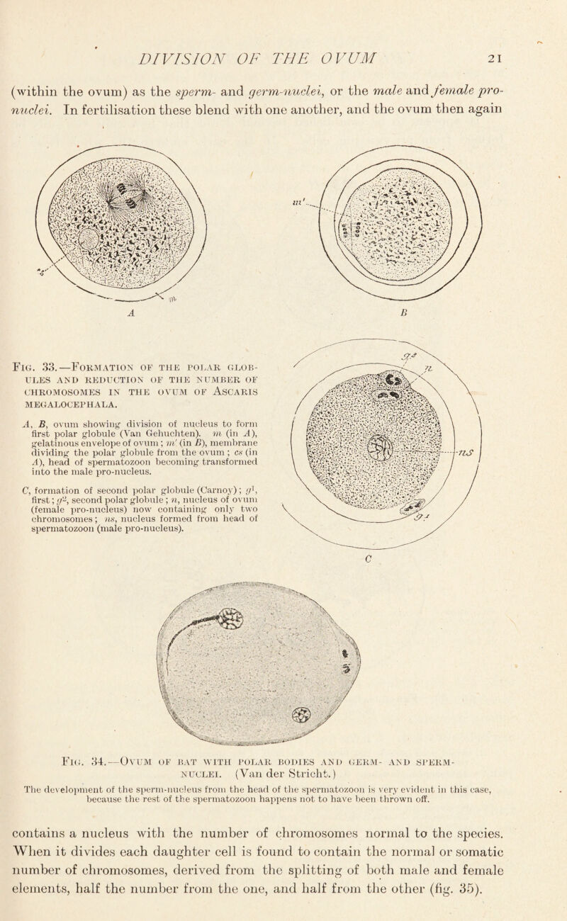 (within the ovum) as the sperm- and germ-nuclei, or the male ‘and female pro¬ nuclei. In fertilisation these blend with one another, and the ovum then again Fig. 33.—Formation of the polar glob¬ ules AND REDUCTION OF THE NUMBER OF CHROMOSOMES IN THE OVUM OF ASCARIS MEGALOCEPHALA. A, B, ovum showing division of nucleus to form first polar globule (Van Gehuchten). to (in A), gelatinous envelope of ovum ; ml (in B), membrane dividing the polar globule from the ovum ; cs (in A), head of spermatozoon becoming transformed into the male pro-nucleus. C, formation of second polar globule (Carnoy); fj1, first; g2, second polar globule; n, nucleus of ovum (female pro-nucleus) now containing only two chromosomes; ns, nucleus formed from head of spermatozoon (male pro-nucleus). C Fig. 34.-—Ovum of bat with polar bodies and germ- and sperm- nuclei. (Van der Stricht.) The development of the sperm-nucleus from the head of the spermatozoon is very evident in this case, because the rest of the spermatozoon happens not to have been thrown off. contains a nucleus with the number of chromosomes normal to the species. When it divides each daughter cell is found to contain the normal or somatic number of chromosomes, derived from the splitting of both male and female elements, half the number from the one, and half from the other (fig. 35).