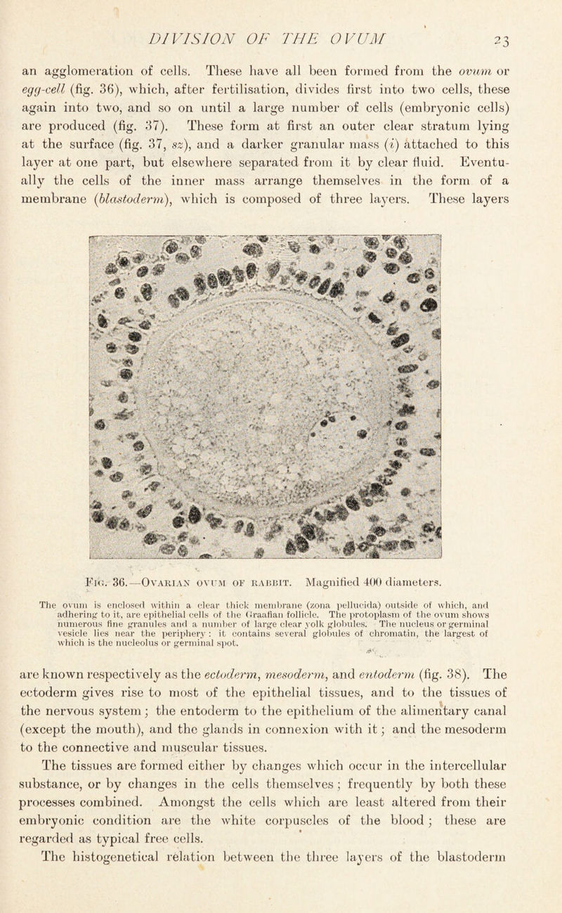 an agglomeration of cells. These have all been formed from the ovum or egg-cell (fig. 36), which, after fertilisation, divides first into two cells, these again into two, and so on until a large number of cells (embryonic cells) are produced (fig. 37). These form at first an outer clear stratum lying at the surface (fig. 37, sz), and a darker granular mass (i) attached to this layer at one part, but elsewhere separated from it by clear fluid. Eventu¬ ally the cells of the inner mass arrange themselves in the form of a membrane (blastoderm), which is composed of three layers. These layers Fib. 36.—Ovarian ovum of rabbit. Magnified 400 diameters. The ovum is enclosed within a clear thick membrane (zona pellucida) outside of which, and adhering to it, are epithelial cells of the Graafian follicle. The protoplasm of the ovum shows numerous fine granules and a number of large clear yolk globules. The nucleus or germinal vesicle lies near the periphery : it contains several globules of chromatin, the largest of which is the nucleolus or germinal spot. are known respectively as the ectoderm, mesoderm, and entoderm (fig. 38). The ectoderm gives rise to most of the epithelial tissues, and to the tissues of the nervous system; the entoderm to the epithelium of the alimentary canal (except the mouth), and the glands in connexion with it; and the mesoderm to the connective and muscular tissues. The tissues are formed either by changes which occur in the intercellular substance, or by changes in the cells themselves ; frequently by both these processes combined. Amongst the cells which are least altered from their embryonic condition are the white corpuscles of the blood; these are regarded as typical free cells. The histogenetical relation between the three layers of the blastoderm