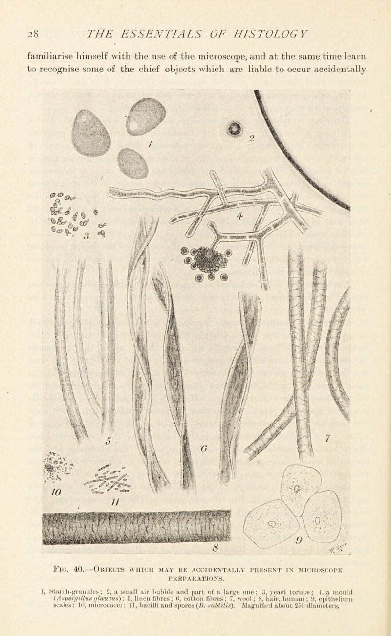 familiarise himself with the use of the microscope, and at the same time learn to recognise some of the chief objects which are liable to occur accidentally Fiu. 40.—Objects which may be accidentally present in microscope PREPARATIONS. 1, Starch-granules; 2, a small air bubble and part of a large one; ?>, yeast torulye; I, a mould (Aspergillus glaucus); 5, linen fibres; 6, cotton fibres ; 7, wool ; 8, hair, human ; 9, epithelium scales ; 10, micrococci; 11, bacilli and spores (B. mbtilis). Magnified about 250 diameters.