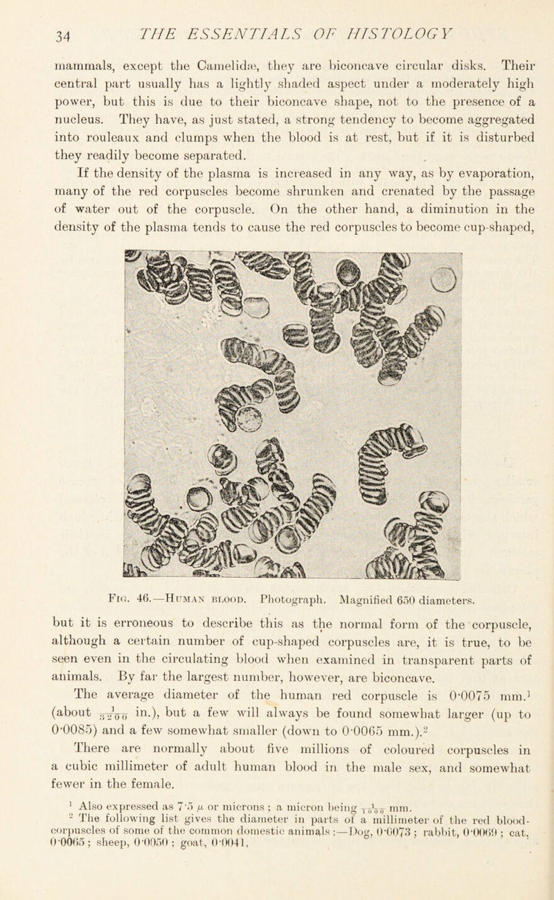 mammals, except the Camelidse, they are biconcave circular disks. Their central part usually has a lightly shaded aspect under a moderately high power, but this is due to their biconcave shape, not to the presence of a nucleus. They have, as just stated, a strong tendency to become aggregated into rouleaux and clumps when the blood is at rest, but if it is disturbed they readily become separated. If the density of the plasma is increased in any way, as by evaporation, many of the red corpuscles become shrunken and crenated by the passage of water out of the corpuscle. On the other hand, a diminution in the density of the plasma tends to cause the red corpuscles to become cup-shaped, Fio. 46.—Human blood. Photograph. Magnified 650 diameters. but it is erroneous to describe this as the normal form of the corpuscle, although a certain number of cup-shaped corpuscles are, it is true, to be seen even in the circulating blood when examined in transparent parts of animals. By far the largest number, however, are biconcave. The average diameter of the human red corpuscle is 0-0075 mm.3 (about TT-gVo 3n*)> but a few will always be found somewhat larger (up to 0-0085) and a few somewhat smaller (down to 0-0065 mm.).2 There are normally about five millions of coloured corpuscles in a cubic millimeter of adult human blood in the male sex, and somewhat fewer in the female. 1 Also expressed as 7'5 fi or microns ; a micron being TTrVo mm. 2 The following list gives the diameter in parts of a millimeter of the red blood- corpuscles of some of the common domestic animals ;—Dog, 0-0073 ; rabbit, 0-0060 ; cat, 0’0065; sheep, 00050 ; goat, 0-0041,