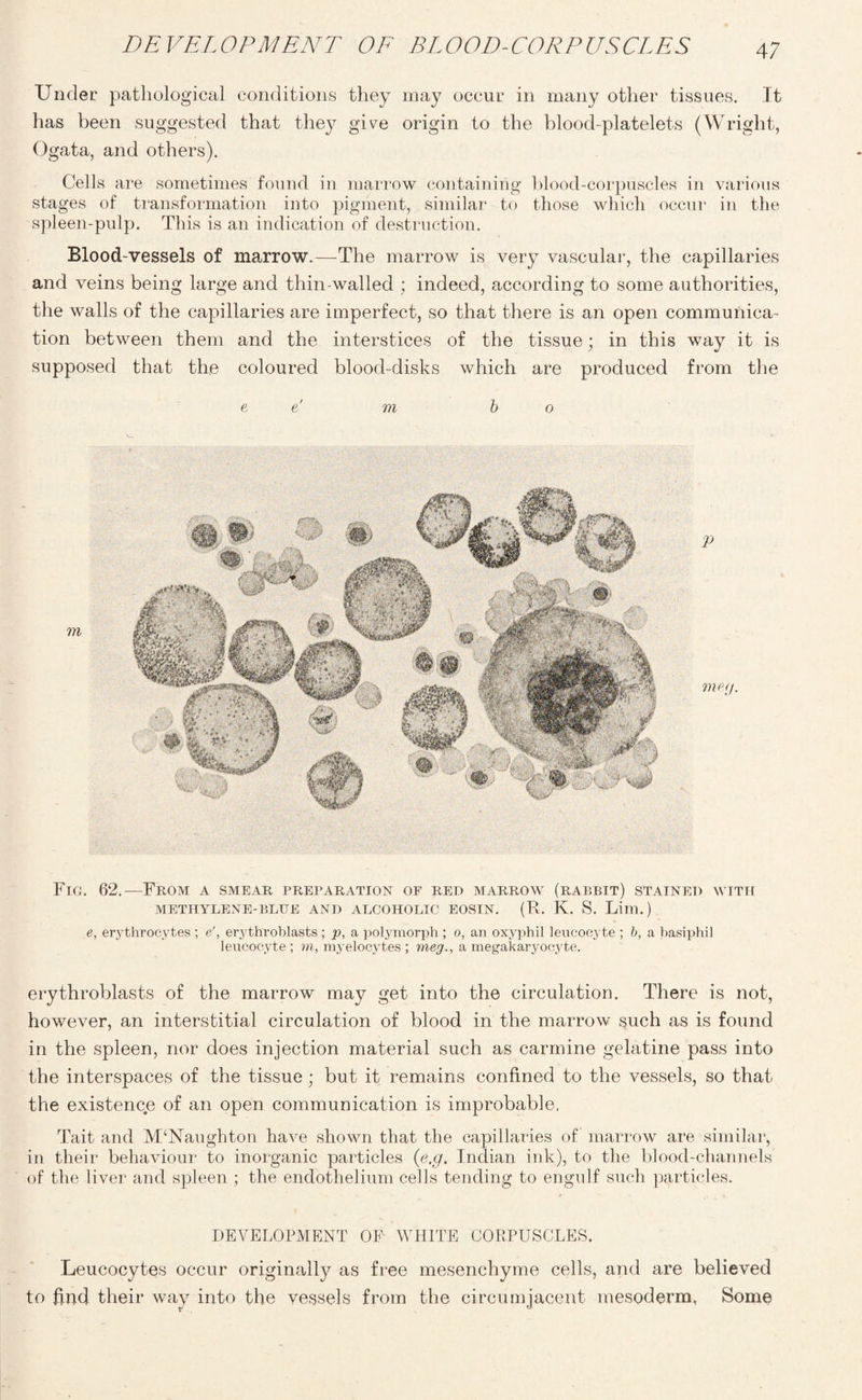 Under pathological conditions they may occur in many other tissues. It has been suggested that they give origin to the blood-platelets (Wright, Ogata, and others). Cells are sometimes found in marrow containing blood-corpuscles in various stages of transformation into pigment, similar to those which occur in the spleen-pulp. This is an indication of destruction. Blood-vessels of marrow.—The marrow is very vascular, the capillaries and veins being large and thin-walled ; indeed, according to some authorities, the walls of the capillaries are imperfect, so that there is an open communica¬ tion between them and the interstices of the tissue; in this way it is supposed that the coloured blood-disks which are produced from the e e' m bo Fig. 62.—From a smear preparation of red marrow (rabbit) stained with METHYLENE-BLUE AND ALCOHOLIC EOSIN. (R. K. S. Lim.) e, erythrocytes ; e', erythroblasts ; p, a polymorph ; o, an oxyphil leucocyte ; b, a basiphil leucocyte ; m, myelocytes ; meg., a megakaryocyte. erythroblasts of the marrow may get into the circulation. There is not, however, an interstitial circulation of blood in the marrow such as is found in the spleen, nor does injection material such as carmine gelatine pass into the interspaces of the tissue; but it remains confined to the vessels, so that the existence of an open communication is improbable. Tait and McNaughton have shown that the capillaries of marrow are similar, in their behaviour to inorganic particles (e.g. Indian ink), to the blood-channels of the liver and spleen ; the endothelium cells tending to engulf such particles. DEVELOPMENT OF WHITE CORPUSCLES. Leucocytes occur originally as free mesenchyme cells, and are believed to find their way into the vessels from the circumjacent mesoderm, Some