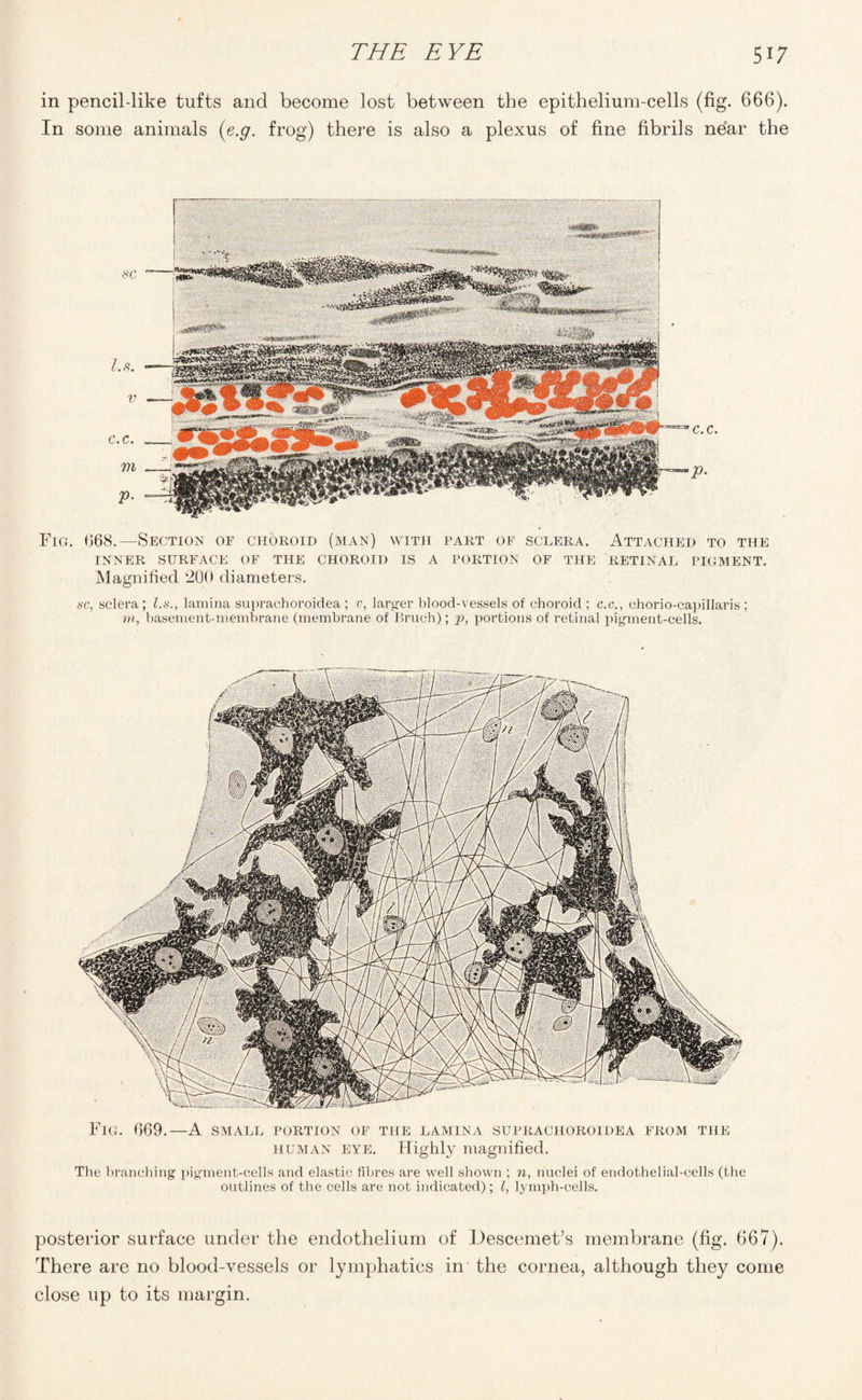 in pencil-like tufts and become lost between the epithelium-cells (fig. 666). In some animals (e.g. frog) there is also a plexus of fine fibrils near the Fig. (568.—Section of choroid (man) with part of sclera. Attached to the INNER SURFACE OF THE CHOROID IS A PORTION OF THE RETINAL PIGMENT. Magnified 200 diameters. sc, sclera ; l.s., lamina suprachoroidea ; v, larger blood-vessels of choroid ; c.c., chorio-capillaris ; m, basement-membrane (membrane of Bruch); p, portions of retinal pigment-cells. Fig. 669.—A small portion of the lamina suprachoroidea from the human eye. Highly magnified. The branching pigment-cells and elastic fibres are well shown ; n, nuclei of endothelial-cells (the outlines of the cells are not indicated); l, lymph-cells. posterior surface under the endothelium of Jlescemet’s membrane (fig. 667). There are no blood-vessels or lymphatics in the cornea, although they come close up to its margin.