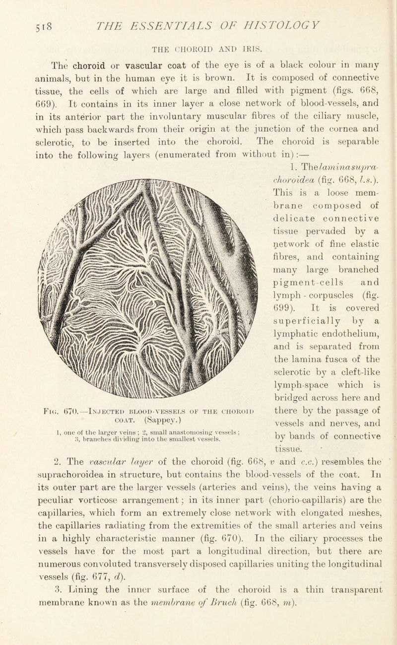 THE CHOROID AND IRIS. The choroid or vascular coat of the eye is of a black colour in many animals, but in the human eye it is brown. It is composed of connective tissue, the cells of which are large and filled with pigment (figs. 668, 669). It contains in its inner layer a close network of blood-vessels, and in its anterior part the involuntary muscular fibres of the ciliary muscle, which pass backwards from their origin at the junction of the cornea and sclerotic, to be inserted into the choroid. The choroid is separable into the following layers (enumerated from without in):— 1. The laminasupj'cc- choroidea (fig. 668, l.s.). This is a loose mem¬ brane composed of delicate connective tissue pervaded by a network of fine elastic fibres, and containing many large branched pigment-cells and lymph - corpuscles (fig. 699). It is covered superficially by a lymphatic endothelium, and is separated from the lamina fusca of the sclerotic by a cleft-like lymph-space which is bridged across here and there by the passage of vessels and nerves, and by bands of connective tissue. 2. The vascular layer of the choroid (fig. 668, v and c.c.) resembles the suprachoroidea in structure, but contains the blood-vessels of the coat. In its outer part are the larger vessels (arteries and veins), the veins having a peculiar vorticose arrangement; in its inner part (chorio-capillaris) are the capillaries, which form an extremely close network with elongated meshes, the capillaries radiating from the extremities of the small arteries and veins in a highly characteristic manner (fig. 670). In the ciliary processes the vessels have for the most part a longitudinal direction, but there are numerous convoluted transversely disposed capillaries uniting the longitudinal vessels (fig. 677, d). 3. Lining the inner surface of the choroid is a thin transparent membrane known as the membrane of Bruch (fig. 668, m).