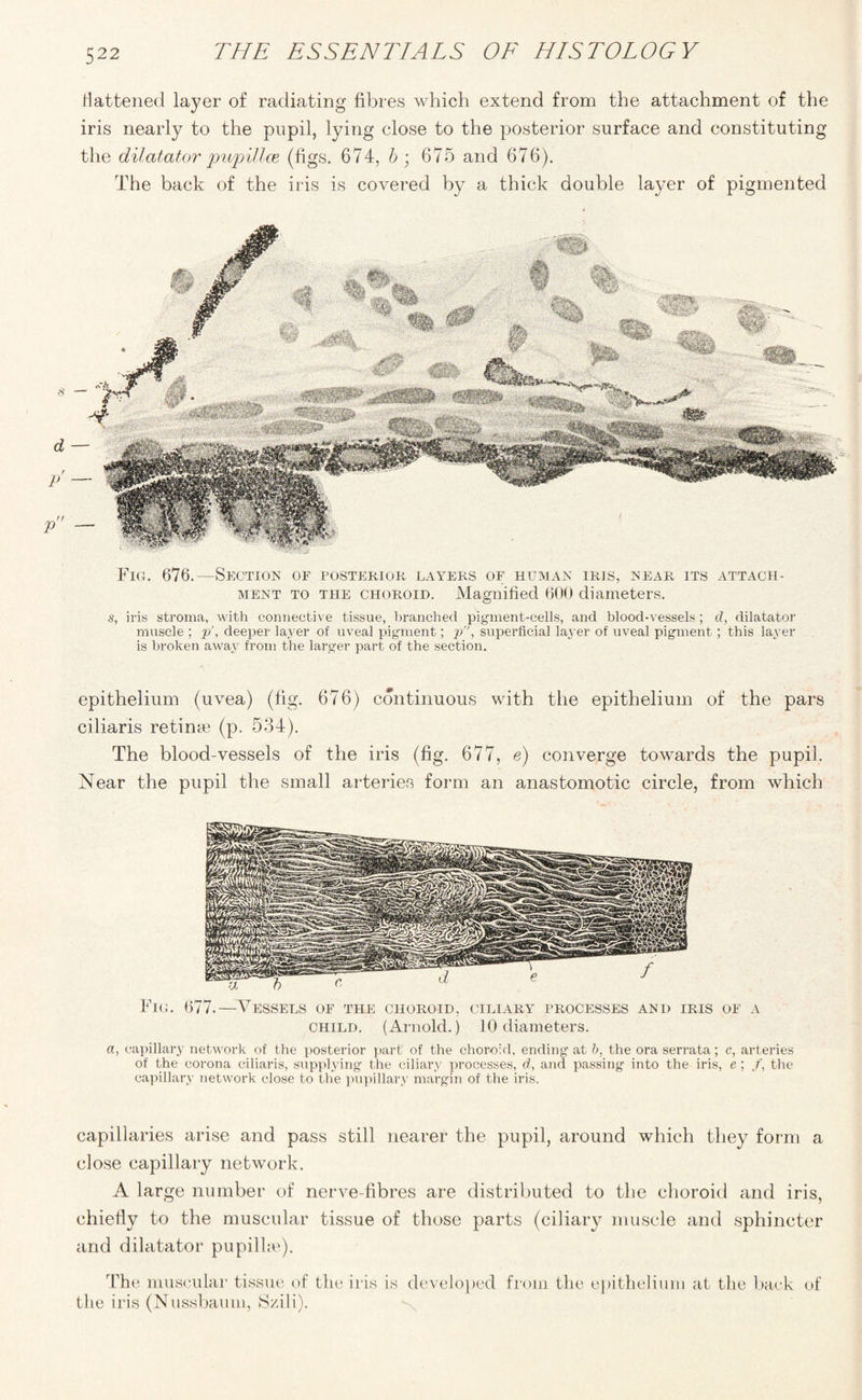 flattened layer of radiating fibres which extend from the attachment of the iris nearly to the pupil, lying close to the posterior surface and constituting the dilatator pupil!ce (figs. 674, b ■ 675 and 676). The back of the iris is covered by a thick double layer of pigmented Fig. 676.—Section of posterior layers of human iris, near its attach¬ ment to the choroid. Magnified 600 diameters. s, iris stroma, with connective tissue, branched pigment-cells, and blood-vessels; d, dilatator muscle ; p', deeper layer of uveal pigment; p, superficial layer of uveal pigment ; this layer is broken away from the larger part of the section. epithelium (uvea) (fig. 676) continuous with the epithelium of the pars ciliaris retime (p. 534). The blood-vessels of the iris (fig. 677, e) converge towards the pupil. Near the pupil the small arteries form an anastomotic circle, from which Fig. 677.—Vessels of the choroid, ciliary processes and iris of a child. (Arnold.) 10 diameters. a, capillary network of the posterior part of the choroid, ending at b, the ora serrata; c, arteries of the corona ciliaris, supplying the ciliary processes, d, and passing into the iris, e; /, the capillary network close to the pupillary margin of the iris. capillaries arise and pass still nearer the pupil, around which they form a close capillary network. A large number of nerve-fibres are distributed to the choroid and iris, chiefly to the muscular tissue of those parts (ciliary muscle and sphincter and dilatator pupillye). The muscular tissue of the iris is developed from the epithelium at the back of the iris (Nussbaum, Szili).