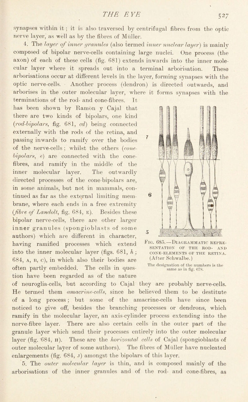 52 7 synapses within it; it is also traversed by centrifugal fibres from the optic nerve layer, as well as by the fibres of Muller. 4. The layer of inner granules (also termed inner nuclear layer) is mainly composed of bipolar nerve-cells containing large nuclei. One process (the axon) of each of these cells (fig. 681) extends inwards into the inner mole¬ cular layer where it spreads out into a terminal arborisation. These arborisations occur at different levels in the layer, forming synapses with the optic nerve-cells. Another process (dendron) is directed outwards, and arborises in the outer molecular layer, where it forms synapses with the terminations of the rod- and cone-fibres. It has been shown by Ramon y Cajal that there are two kinds of bipolars, one kind (rod-bipolars, fig. 681, cd) being connected externally with the rods of the retina, and passing inwards to ramify over the bodies of the nerve-cells ; whilst the others (cone- bipolars, e) are connected with the cone- fibres, and ramify in the middle of the inner molecular layer. The outwardly directed processes of the cone-bipolars are, in some animals, but not in mammals, con¬ tinued as far as the external limiting mem¬ brane, where each ends in a free extremity (fibre of Landolt, fig. 684, e). Besides these bipolar nerve-cells, there are other larger inner granules (spongioblasts of some authors) which are different in character, having ramified processes which extend into the inner molecular layer (figs. 681, h; 684, a, b, c), in which also their bodies are often partly embedded. The cells in ques- 6 Fig. 685.—Diagrammatic repre¬ sentation OF THE ROD- AND CONE-ELEMENTS OF THE RETINA. (After Schwalbe.) The designation of the numbers is the same as in fig. 678. tion have been regarded as of the nature of neuroglia-cells, but according to Cajal they are probably nerve-cells. He termed them amacrine-cells, since he believed them to be destitute of a long process; but some of the amacrine-cells have since been noticed to give off, besides the branching processes or dendrons, which ramify in the molecular layer, an axis-cylinder process extending into the nerve-fibre layer. There are also certain cells in the outer part of the granule layer which send their processes entirely into the outer molecular layer (fig. '684, h). These are the horizontal cells of Cajal (spongioblasts of outer molecular layer of some authors). The fibres of Muller have nucleated enlargements (fig. 684, j) amongst the bipolars of this layer. 5. The outer molecular layer is thin, and is composed mainly of the arborisations of the inner granules and of the rod- and cone-fibres, as