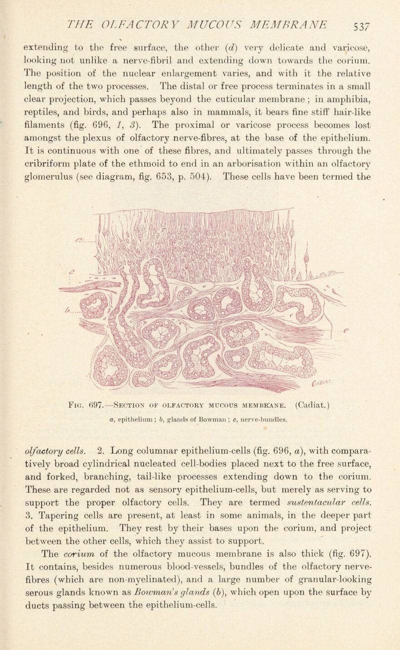 THE OLFACTORY MUCOUS MEMBRANE 53 7 extending to the free surface, the other (d) very delicate and varicose, looking not unlike a nerve-fibril and extending down towards the corium. The position of the nuclear enlargement varies, and with it the relative length of the two processes. The distal or free process terminates in a small clear projection, which passes beyond the cuticular membrane; in amphibia, reptiles, and birds, and perhaps also in mammals, it bears fine stiff hair-like filaments (fig. 696, 7, 3). The proximal or varicose process becomes lost amongst the plexus of olfactory nerve-fibres, at the base of the epithelium. It is continuous with one of these fibres, and ultimately passes through the cribriform plate of the ethmoid to end in an arborisation within an olfactory glomerulus (see diagram, fig. 653, p. 504). These cells have been termed the Fro. 697.—Section of olfactory mucous membr'ane. (Cadiat.) a, epithelium ; b, glands of Bowman ; c, nerve-bundles. olfactory cells. 2. Long columnar epithelium-cells (fig. 696, a), with compara¬ tively broad cylindrical nucleated cell-bodies placed next to the free surface, and forked, branching, tail-like processes extending down to the corium. These are regarded not as sensory epithelium-cells, but merely as serving to support the proper olfactory cells. They are termed sustentacular cells. 3. Tapering cells are present, at least in some animals, in the deeper part of the epithelium. They rest by their bases upon the corium, and project between the other cells, which they assist to support. The corium of the olfactory mucous membrane is also thick (fig. 697). It contains, besides numerous blood-vessels, bundles of the olfactory nerve- fibres (which are non-myelinated), and a large number of granular-looking serous glands known as Bowman’s glands (5), which open upon the surface by ducts passing between the epithelium-cells.