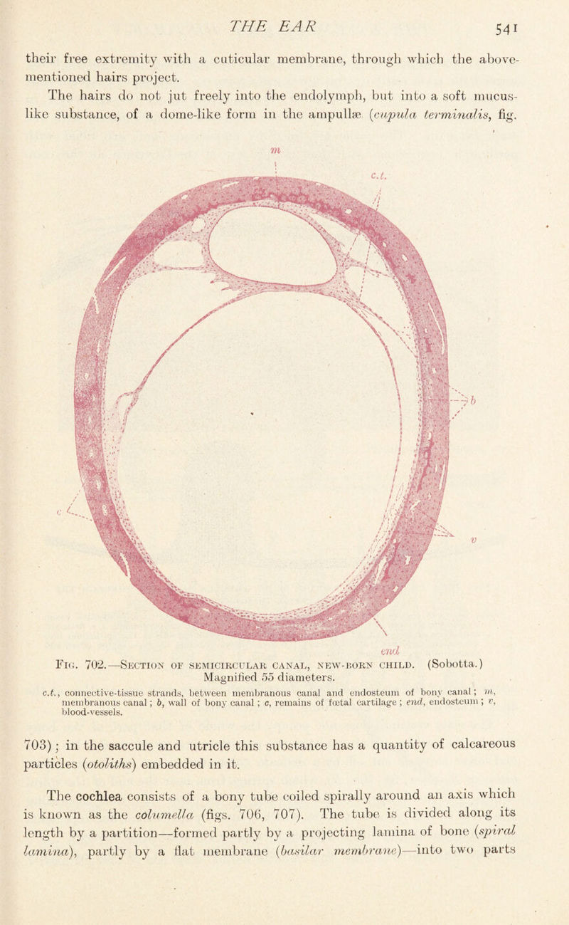 their free extremity with a cuticular membrane, through which the above- mentioned hairs project. The hairs do not jut freely into the endolymph, but into a soft mucus- like substance, of a dome-like form in the ampullae (cupula terminalis, fig. m tnd Fig. 702.—Section of semicircular canal, new-born child. (Sobotta.) Magnified 55 diameters. c.t., connective-tissue strands, between membranous canal and endosteum of bony canal; vi, membranous canal; b, wall of bony canal ; c, remains of foetal cartilage ; end, endosteum ; v, blood-vessels. 703); in the saccule and utricle this substance has a quantity of calcareous particles (otoliths) embedded in it. The cochlea consists of a bony tube coiled spirally around an axis which is known as the columella (figs. 706, 707). The tube is divided along its length by a partition—formed partly by a projecting lamina of bone (spiral lamina), partly by a fiat membrane (basilar membrane)—into two parts