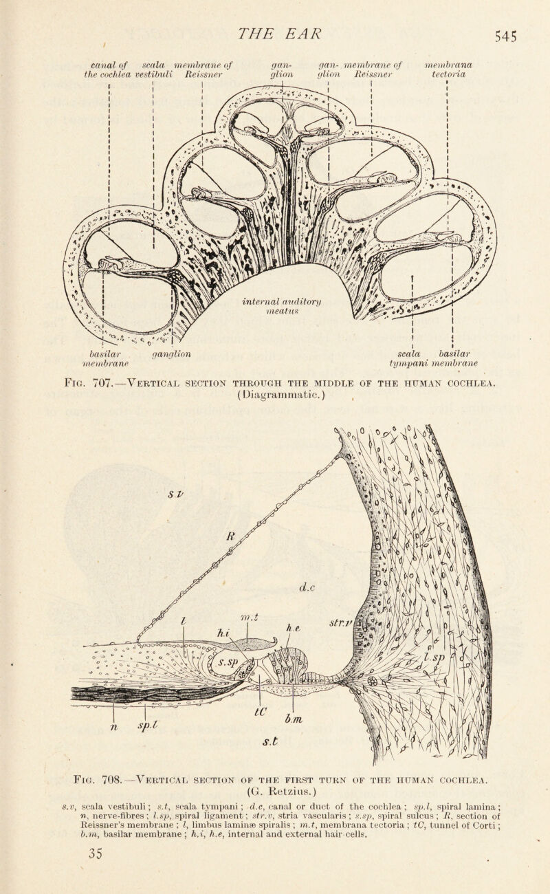 canal of scala membrane of gan- the cochlea vestibnli Reissuer glion gan- membrane of glion Reissner membrana tectoria basilar membrane ganglion scala basilar tympani membrane Fig. 707.—Vertical section through the middle of the human cochlea. (Diagrammatic.) s.v, scala vestibuli; s.t, scala tympani; d.c, canal or duct of the cochlea; sp.l, spiral lamina; n, nerve-fibres; l.sp, spiral ligament; str.v, stria vascularis; s.sp, spiral sulcus; R, section of Reissner’s membrane ; l, limbus laminae spiralis ; m.t, membrana tectoria ; tC, tunnel of Corti; b.m, basilar membrane ; h,i, h.e, internal and external hair cells. 35