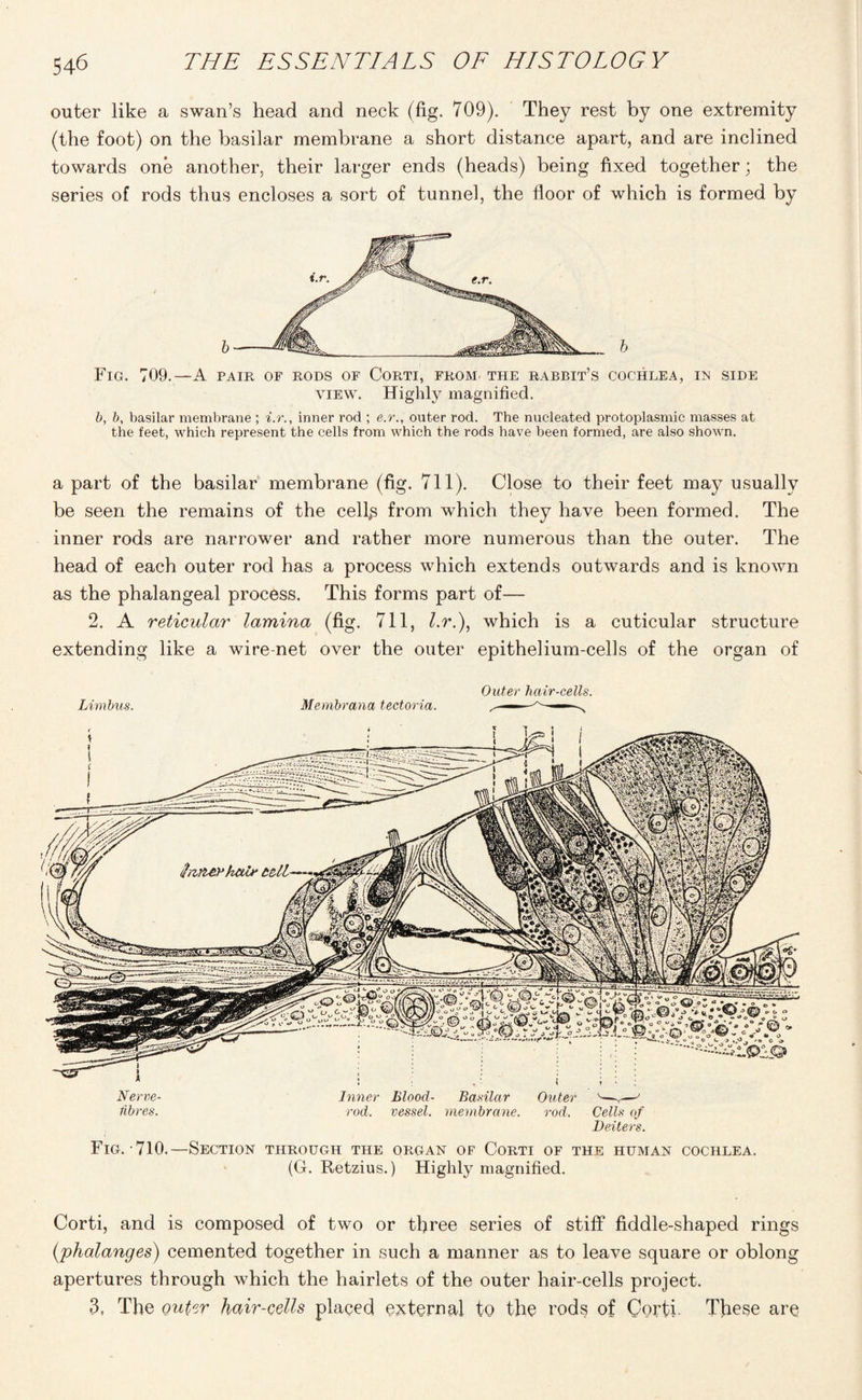 outer like a swan’s head and neck (fig. 709). They rest by one extremity (the foot) on the basilar membrane a short distance apart, and are inclined towards one another, their larger ends (heads) being fixed together; the series of rods thus encloses a sort of tunnel, the floor of which is formed by Fig. 709.—A pair of rods of Corti, from the rabbit’s cochlea, in side view. Highly magnified. b, b, basilar membrane ; i.r., inner rod ; e.r., outer rod. The nucleated protoplasmic masses at the feet, which represent the cells from which the rods have been formed, are also shown. a part of the basilar membrane (fig. 711). Close to their feet may usually be seen the remains of the cellos from which they have been formed. The inner rods are narrower and rather more numerous than the outer. The head of each outer rod has a process which extends outwards and is known as the phalangeal process. This forms part of— 2. A reticular lamina (fig. 711, l.r.), which is a cuticular structure extending like a wire-net over the outer epithelium-cells of the organ of Outer hair-cells. Limbus. Membrana tectoria. Fig. 710.—Section through the organ of Corti of the human cochlea. (G. Retzius.) Highly magnified. Corti, and is composed of two or three series of stiff fiddle-shaped rings (phalanges) cemented together in such a manner as to leave square or oblong apertures through which the hairlets of the outer hair-cells project. 3, The outer hair-cells placed external to the rods of Corti These are