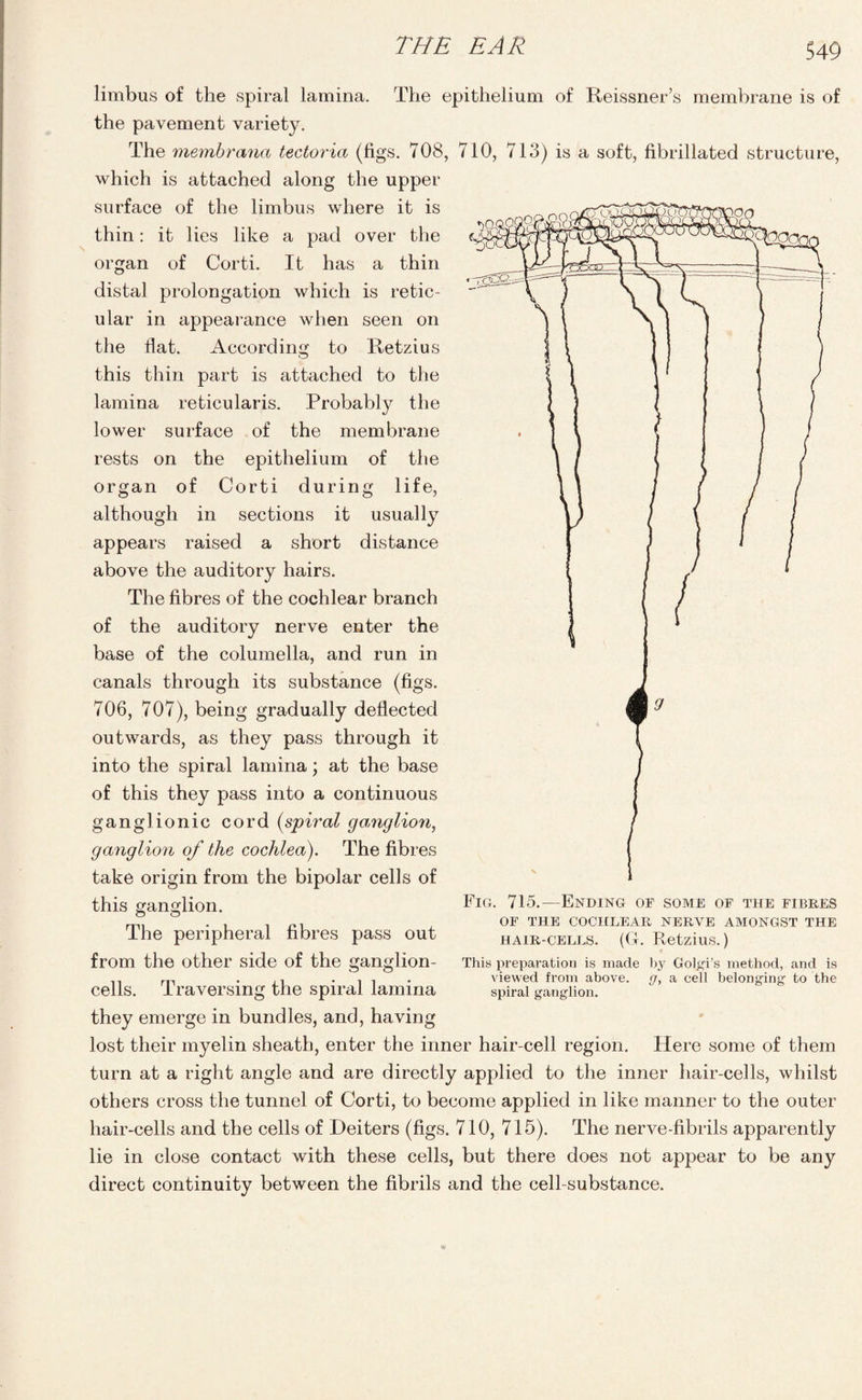 S49 organ although limbus of the spiral lamina. The epithelium of Reissner’s membrane is of the pavement variety. The membrana tectoria (figs. 708, 710, 713) is a soft, fibrillated structure, which is attached along the upper surface of the limbus where it is thin: it lies like a pad over the organ of Corti. It has a thin distal prolongation which is retic¬ ular in appearance when seen on the flat. According to Retzius this thin part is attached to the lamina reticularis. Probably the lower surface of the membrane rests on the epithelium of the of Corti during life, in sections it usually appears raised a short distance above the auditory hairs. The fibres of the cochlear branch of the auditory nerve enter the base of the columella, and run in canals through its substance (figs. 706, 707), being gradually deflected outwards, as they pass through it into the spiral lamina; at the base of this they pass into a continuous ganglionic cord (spiral ganglion, ganglion of the cochlea). The fibres take origin from the bipolar cells of this ganglion. The peripheral fibres pass out from the other side of the ganglion- cells. Traversing the spiral lamina they emerge in bundles, and, having lost their myelin sheath, enter the inner hair-cell region. Here some of them turn at a right angle and are directly applied to the inner hair-cells, whilst others cross the tunnel of Corti, to become applied in like manner to the outer hair-cells and the cells of Deiters (figs. 710, 715). The nerve-fibrils apparently lie in close contact with these cells, but there does not appear to be any direct continuity between the fibrils and the cell-substance. Fig. 715.—Ending op some of the fibres OF THE COCHLEAR NERVE AMONGST THE hair-cells. (G. Retzius.) This preparation is made by Golgi’s method, and is viewed from above. g, a cell belonging to the spiral ganglion.
