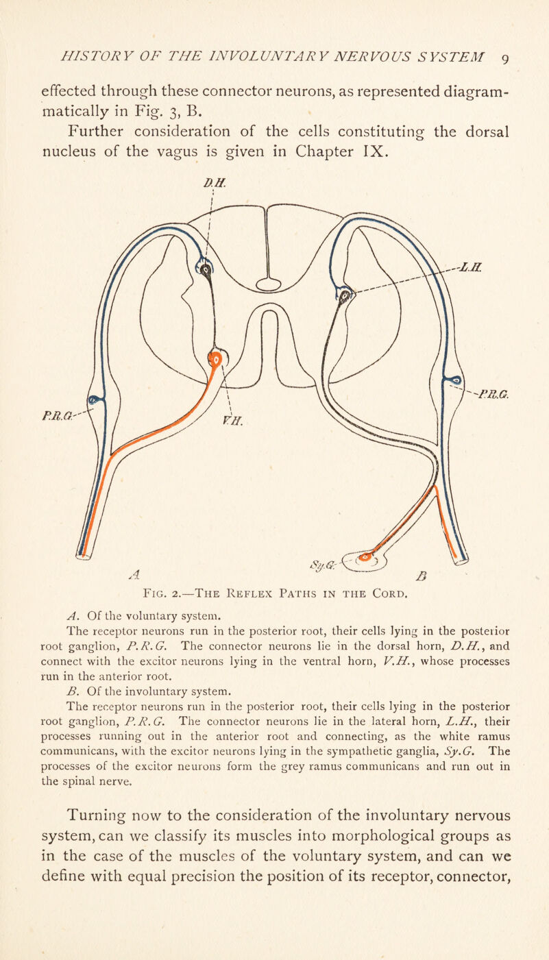 effected through these connector neurons, as represented diagram- matically in Fig. 3, B. Further consideration of the cells constituting the dorsal nucleus of the vagus is given in Chapter IX. DM. I A. Of the voluntary system. The receptor neurons run in the posterior root, their cells lying in the posterior root ganglion, P.R.G. The connector neurons lie in the dorsal horn, and connect with the excitor neurons lying in the ventral horn, V.H., whose processes run in the anterior root. R. Of the involuntary system. The receptor neurons run in the posterior root, their cells lying in the posterior root ganglion, R.R.G. The connector neurons lie in the lateral horn, L.H., their processes running out in the anterior root and connecting, as the white ramus communicans, with the excitor neurons lying in the sympathetic ganglia, Sy.G. The processes of the excitor neurons form the grey ramus communicans and run out in the spinal nerve. Turning now to the consideration of the involuntary nervous system, can we classify its muscles into morphological groups as in the case of the muscles of the voluntary system, and can we define with equal precision the position of its receptor, connector.