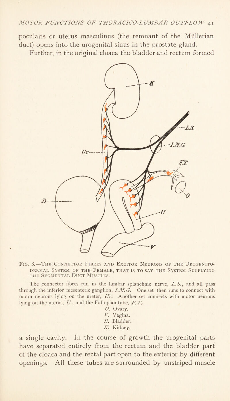 pocularis or uterus masculinus (the remnant of the Mullerian duct) opens into the urogenital sinus in the prostate gland. Further, in the original cloaca the bladder and rectum formed Fig. 8.—The Connector Fibres and Excitor Neurons of the Urogenito- DERMAL System of the Female, that is to say the System Supplying THE Segmental Duct Muscles. The connector fibres run in the lumbar splanchnic nerve, L.S., and all pass through the inferior mesenteric ganglion, I.M.G. One set then runs to connect with motor neurons lying on the ureter, Ur. Another set connects with motor neurons lying on the uterus, U.^ and the Fallopian tube, F. T. O. Ovary. V. Vagina. B. Bladder. K. Kidney. a single cavity. In the course of growth the urogenital parts have separated entirely from the rectum and the bladder part of the cloaca and the rectal part open to the exterior by different openings. All these tubes are surrounded by unstriped muscle