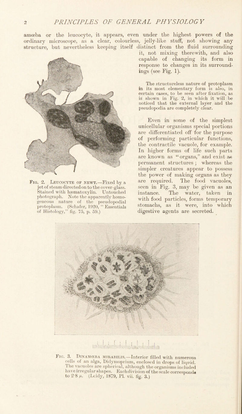amoeba or the leucocyte, it appears, even under the highest powers of the ordinary microscope, as a clear, colourless, jelly-like stuff, not showing any structure, but nevertheless keeping itself distinct from the fluid surrounding it, not mixing therewith, and also capable of changing its form in response to changes in its surround¬ ings (see Fig. 1). The structureless nature of protoplasm in its most elementary form is also, in certain cases, to be seen after fixation, as is shown in Fig. 2, in which it will be noticed that the external layer and the pseudopodia are completely clear. Fig. 2. Leucocyte of newt.—Fixed by a jet of steam directed on to the cover-glass. Stained with hsematoxylin. Untouched photograph. Note the apparently homo¬ geneous nature of the pseudopodial protoplasm. (Schafer, 1920, “ Essentials of Histology,” fig. 75, p. 59.) Even in some of the simplest unicellular organisms special portions are differentiated off for the purpose of performing particular functions, the contractile vacuole, for example. In higher forms of life such parts are known as “ organs,” and exist as permanent structures ; whereas the simpler creatures appear to possess the power of making organs as they are required. The food vacuoles, seen in Fig. 3, may be given as an instance. The water, taken in with food particles, forms temporary stomachs, as it were, into which digestive agents are secreted. Fig. 3. Uinamceba mirabilis.—Interior filled with numerous cells of an alga, Didymoprium, enclosed in drops of liquid. I ke vacuoles are spherical, although the organisms included have irregular shapes. Eachdivision of the scale corresponds to 2-8 fi. (Leidy, 1879, IT. vii. fig. 3.)