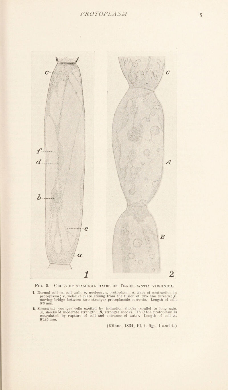 Fig. 5. Cells of staminal hairs of Tradesoantia virginica. 1. Normal cell—a, cell wall; b, nucleus; c, protoplasm; d, wave of contraction in protoplasm; e, web-like plate arising from the fusion of two fine threads; /, moving bridge between two stronger protoplasmic currents. Length of cell, 0'3 mm. 2. Somewhat younger cells excited by induction shocks parallel to long axis. A, shocks of moderate strength; B, stronger shocks. In C the protoplasm is coagulated by rupture of cell and entrance of water. Length of cell A, 0'145 mm. (Kiihne, 1864, PI. i. figs. 1 and 4.)
