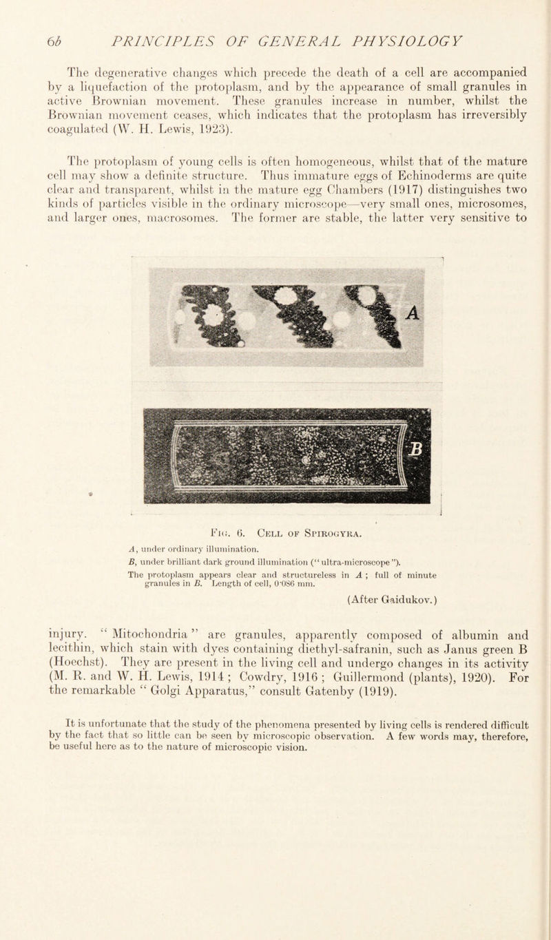 The degenerative changes which precede the death of a cell are accompanied by a liquefaction of the protoplasm, and by the appearance of small granules in active Brownian movement. These granules increase in number, whilst the Brownian movement ceases, which indicates that the protoplasm has irreversibly coagulated (W. H. Lewis, 1923). The protoplasm of young cells is often homogeneous, whilst that of the mature cell may show a definite structure. Thus immature eggs of Echinoderms are quite clear and transparent, whilst in the mature egg Chambers (1917) distinguishes two kinds of particles visible in the ordinary microscope—very small ones, microsomes, and larger ones, macrosomes. The former are stable, the latter very sensitive to Fig. 6. Cell of Spirogyra. A, under ordinary illumination. B, under brilliant dark ground illumination (“ultra-microscope”). The protoplasm appears clear and structureless in A ; full of minute granules in B. Length of cell, 0’086 mm. (After Gaidukov.) injury. “ Mitochondria ” are granules, apparently composed of albumin and lecithin, which stain with dyes containing diethyl-safranin, such as Janus green B (Hoechst). They are present in the living cell and undergo changes in its activity (M. R. and W. H. Lewis, 1914 ; Cowdry, 1916 ; Guillermond (plants), 1920). For the remarkable “ Golgi Apparatus,” consult Gatenby (1919). It is unfortunate that the study of the phenomena presented by living cells is rendered difficult by the fact that so little can be seen by microscopic observation. A few words may, therefore, be useful here as to the nature of microscopic vision.