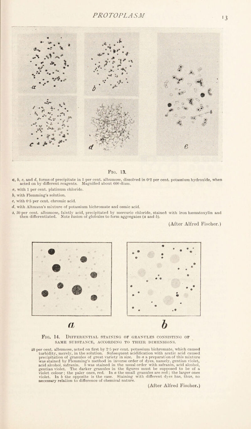 •3 Fig. 13. cr, b, c, and d, forms of precipitate in 5 per cent, albumose, dissolved in 0*2 per cent, potassium hydroxide, when acted on by different reagents. Magnified about 600 diam. a, with 1 per cent, platinum chloride. b, with Flemming’s solution. c, with 0-5 per cent, chromic acid. d, with Altmann’s mixture of potassium bichromate and osmic acid. A 20 per cent, albumose, faintly acid, precipitated by mercuric chloride, stained with iron haematoxylin and then differentiated. Note fusion of globules to form aggregates (a and b). (After Alfred Fischer.) Fig. 14. Differential staining of granules consisting of SAME SUBSTANCE, ACCORDING TO THEIR DIMENSIONS. '*0 per cent, albumose, acted on first by 2‘5 per cent, potassium bichromate, which caused turbidity, merely, in the solution. Subsequent acidification with acetic acid caused precipitation of granules of great variety in size. In a a preparation of this mixture was stained by Flemming’s method in inverse order of dyes, namely, gentian violet, acid alcohol, safranin. b was stained in the usual order with safranin, acid alcohol, gentian violet. The darker granules in the figures must be supposed to be of a violet colour ; the paler ones, red. In a the small granules are red ; the larger ones violet. In b the opposite is the case. Staining with different dyes has, thus, no necessary relation to difference of chemical nature. (After Alfred Fischer.)