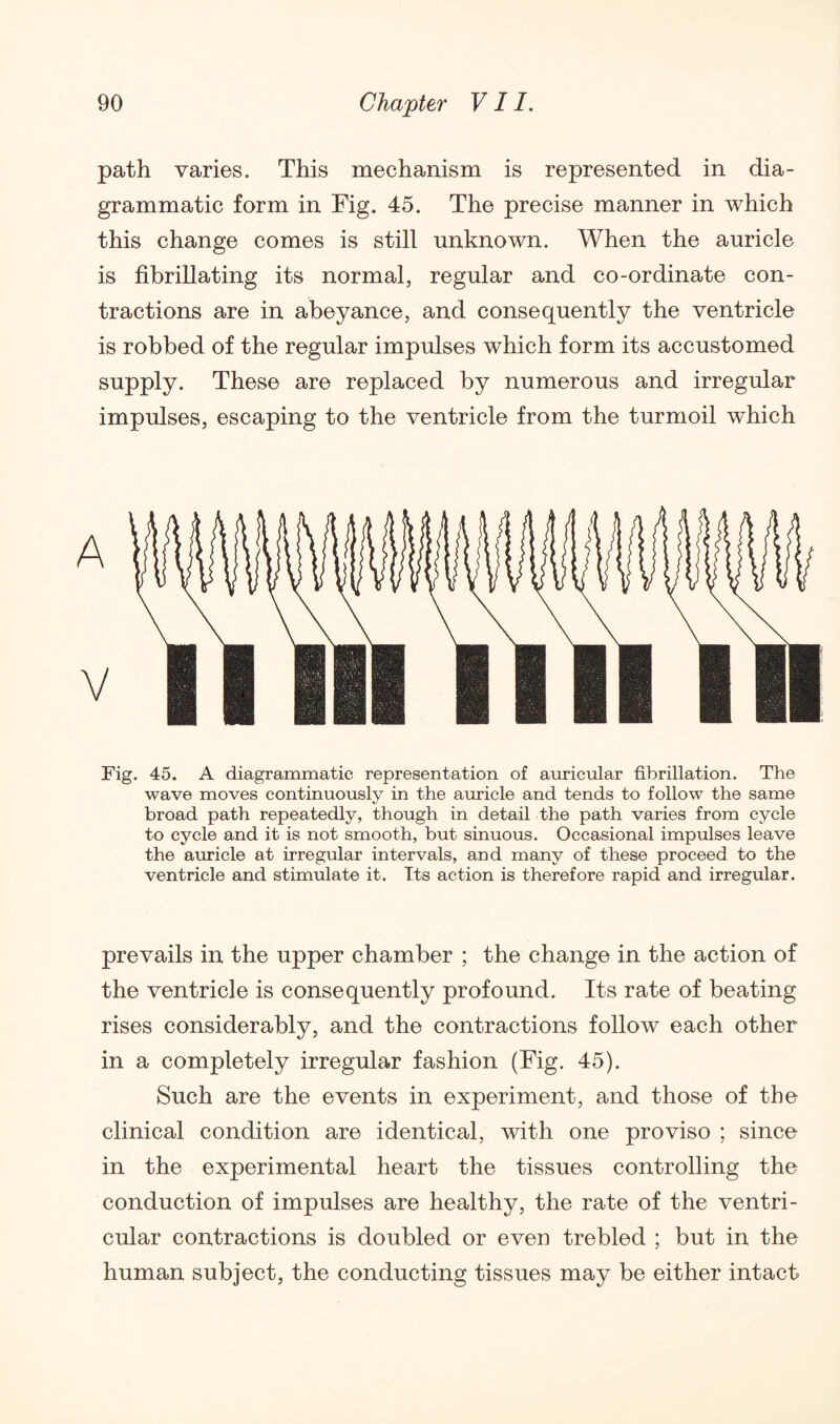 path varies. This mechanism is represented in dia¬ grammatic form in Fig. 45. The precise manner in which this change comes is still unknown. When the auricle is fibrillating its normal, regular and co-ordinate con¬ tractions are in abeyance, and consequently the ventricle is robbed of the regular impulses which form its accustomed supply. These are replaced by numerous and irregular impulses, escaping to the ventricle from the turmoil which Fig. 45. A diagrammatic representation of auricular fibrillation. The wave moves continuously in the auricle and tends to follow the same broad path repeatedly, though in detail the path varies from cycle to cycle and it is not smooth, but sinuous. Occasional impulses leave the auricle at irregular intervals, and many of these proceed to the ventricle and stimulate it. Its action is therefore rapid and irregular. prevails in the upper chamber ; the change in the action of the ventricle is consequently profound. Its rate of beating rises considerably, and the contractions follow each other in a completely irregular fashion (Fig. 45). Such are the events in experiment, and those of the clinical condition are identical, with one proviso ; since in the experimental heart the tissues controlling the conduction of impulses are healthy, the rate of the ventri¬ cular contractions is doubled or even trebled ; but in the human subject, the conducting tissues may be either intact