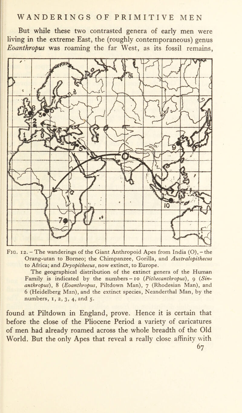 But while these two contrasted genera of early men were living in the extreme East, the (roughly contemporaneous) genus Eoanthropus was roaming the far West, as its fossil remains, Fig. 12. - The wanderings of the Giant Anthropoid Apes from India (O), - the Orang-utan to Borneo; the Chimpanzee, Gorilla, and Australopithecus to Africa; and Dryopithecus, now extinct, to Europe. The geographical distribution of the extinct genera of the Human Family is indicated by the numbers - io (Pithecanthropus), 9 (Sin¬ anthropus), 8 (Eoanthropus, Piltdown Man), 7 (Rhodesian Man), and 6 (Heidelberg Man), and the extinct species, Neanderthal Man, by the numbers, 1, 2, 3, 4, and 5. found at Piltdown in England, prove. Hence it is certain that before the close of the Pliocene Period a variety of caricatures of men had already roamed across the whole breadth of the Old World. But the only Apes that reveal a really close affinity with