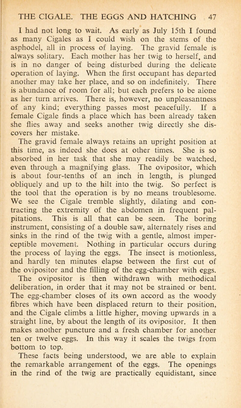 I had not long to wait. As early as July 15th I found as many Cigales as I could wish on the stems of the asphodel, all in process of laying. The gravid female is always solitary. Each mother has her twig to herself, and is in no danger of being disturbed during the delicate operation of laying. When the first occupant has departed another may take her place, and so on indefinitely. There is abundance of room for all; but each prefers to be alone as her turn arrives. There is, however, no unpleasantness of any kind; everything passes most peacefully. If a female Cigale finds a place which has been already taken she flies away and seeks another twig directly she dis¬ covers her mistake. The gravid female always retains an upright position at this time, as indeed she does at other times. She is so absorbed in her task that she may readily be watched, even through a magnifying glass. The ovipositor, which is about four-tenths of an inch in length, is plunged obliquely and up to the hilt into the twig. So perfect is the tool that the operation is by no means troublesome. We see the Cigale tremble slightly, dilating and con¬ tracting the extremity of the abdomen in frequent pal¬ pitations. This is all that can be seen. The boring instrument, consisting of a double saw, alternately rises and sinks in the rind of the twig with a gentle, almost imper¬ ceptible movement. Nothing in particular occurs during the process of laying the eggs. The insect is motionless, and hardly ten minutes elapse between the first cut of the ovipositor and the filling of the egg-chamber with eggs. The ovipositor is then withdrawn with methodical deliberation, in order that it may not be strained or bent. The egg-chamber closes of its own accord as the woody fibres which have been displaced return to their position, and the Cigale climbs a little higher, moving upwards in a straight line, by about the length of its ovipositor. It then makes another puncture and a fresh chamber for another ten or twelve eggs. In this way it scales the twigs from bottom to top. These facts being understood, we are able to explain the remarkable arrangement of the eggs. The openings in the rind of the twig are practically equidistant, since