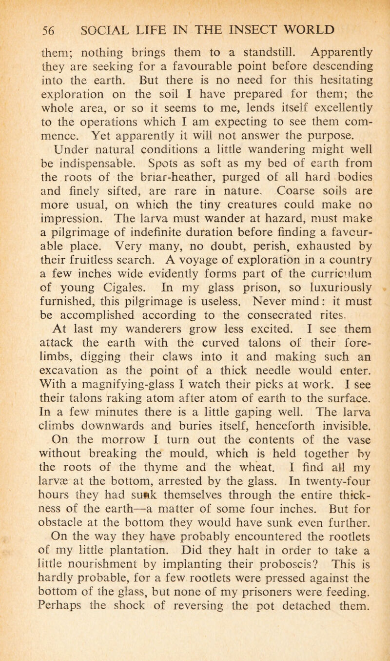 them; nothing brings them to a standstill. Apparently they are seeking for a favourable point before descending into the earth. But there is no need for this hesitating exploration on the soil I have prepared for them; the whole area, or so it seems to me, lends itself excellently to the operations which I am expecting to see them com¬ mence. Yet apparently it will not answer the purpose. Under natural conditions a little wandering might well be indispensable. Spots as soft as my bed of earth from the roots of the briar-heather, purged of all hard bodies and finely sifted, are rare in nature. Coarse soils are more usual, on which the tiny creatures could make no impression. The larva must wander at hazard, must make a pilgrimage of indefinite duration before finding a favour¬ able place. Very many, no doubt, perish, exhausted by their fruitless search. A voyage of exploration in a country a few inches wide evidently forms part of the curriculum of young Cigales. In my glass prison, so luxuriously furnished, this pilgrimage is useless. Never mind: it must be accomplished according to the consecrated rites. At last my wanderers grow less excited. I see them attack the earth with the curved talons of their fore¬ limbs, digging their claws into it and making such an excavation as the point of a thick needle would enter. With a magnifying-glass I watch their picks at work. I see their talons raking atom after atom of earth to the surface. In a few minutes there is a little gaping well. The larva climbs downwards and buries itself, henceforth invisible. On the morrow I turn out the contents of the vase without breaking the mould, which is held together by the roots of the thyme and the wheat. I find all my larvæ at the bottom, arrested by the glass. In twenty-four hours they had sunk themselves through the entire thick¬ ness of the earth—a matter of some four inches. But for obstacle at the bottom they would have sunk even further. On the way they have probably encountered the rootlets of my little plantation. Did they halt in order to take a little nourishment by implanting their proboscis? This is hardly probable, for a few rootlets were pressed against the bottom of the glass, but none of my prisoners were feeding. Perhaps the shock of reversing the pot detached them.