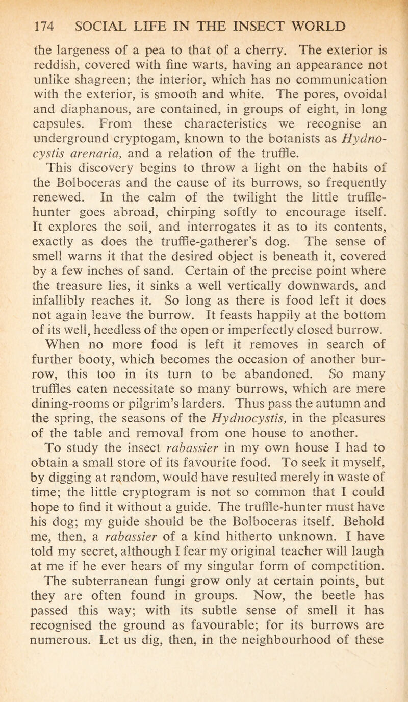 the largeness of a pea to that of a cherry. The exterior is reddish, covered with fine warts, having an appearance not unlike shagreen; the interior, which has no communication with the exterior, is smooth and white. The pores, ovoidal and diaphanous, are contained, in groups of eight, in long capsules. From these characteristics we recognise an underground cryptogam, known to the botanists as Hydno- cystis arenaria, and a relation of the truffle. This discovery begins to throw a light on the habits of the Bolboceras and the cause of its burrows, so frequently renewed. In the calm of the twilight the little truffle- hunter goes abroad, chirping softly to encourage itself. It explores the soil, and interrogates it as to its contents, exactly as does the truffle-gatherer’s dog. The sense of smell warns it that the desired object is beneath it, covered by a few inches of sand. Certain of the precise point where the treasure lies, it sinks a well vertically downwards, and infallibly reaches it. So long as there is food left it does not again leave the burrow. It feasts happily at the bottom of its well, heedless of the open or imperfectly closed burrow. When no more food is left it removes in search of further booty, which becomes the occasion of another bur¬ row, this too in its turn to be abandoned. So many truffles eaten necessitate so many burrows, which are mere dining-rooms or pilgrim’s larders. Thus pass the autumn and the spring, the seasons of the Hydnocystis, in the pleasures of the table and removal from one house to another. To study the insect rabassier in my own house I had to obtain a small store of its favourite food. To seek it myself, by digging at random, would have resulted merely in waste of time; the little cryptogram is not so common that I could hope to find it without a guide. The truffle-hunter must have his dog; my guide should be the Bolboceras itself. Behold me, then, a rabassier of a kind hitherto unknown. I have told my secret, although I fear my original teacher will laugh at me if he ever hears of my singular form of competition. The subterranean fungi grow only at certain points, but they are often found in groups. Now, the beetle has passed this way; with its subtle sense of smell it has recognised the ground as favourable; for its burrows are numerous. Let us dig, then, in the neighbourhood of these