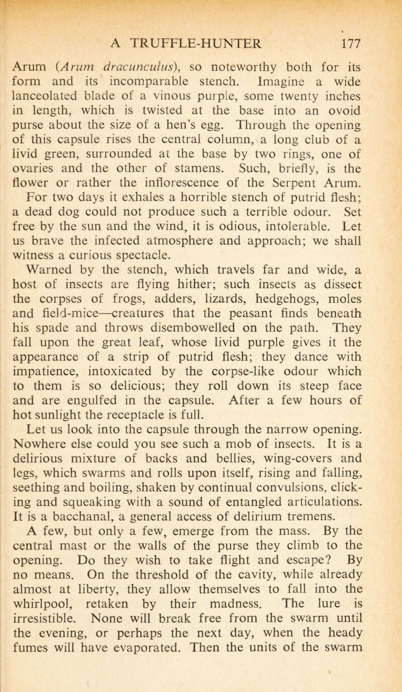 Arum (Arum dracunculus), so noteworthy both for its form and its incomparable stench. Imagine a wide lanceolated blade of a vinous purple, some twenty inches in length, which is twisted at the base into an ovoid purse about the size of a hen’s egg. Through the opening of this capsule rises the central column, a long club of a livid green, surrounded at the base by two rings, one of ovaries and the other of stamens. Such, briefly, is the flower or rather the inflorescence of the Serpent Arum. For two days it exhales a horrible stench of putrid flesh; a dead dog could not produce such a terrible odour. Set free by the sun and the wind, it is odious, intolerable. Let us brave the infected atmosphere and approach; we shall witness a curious spectacle. Warned by the stench, which travels far and wide, a host of insects are flying hither; such insects as dissect the corpses of frogs, adders, lizards, hedgehogs, moles and field-mice—creatures that the peasant finds beneath his spade and throws disembowelled on the path. They fall upon the great leaf, whose livid purple gives it the appearance of a strip of putrid flesh; they dance with impatience, intoxicated by the corpse-like odour which to them is so delicious; they roll down its steep face and are engulfed in the capsule. After a few hours of hot sunlight the receptacle is full. Let us look into the capsule through the narrow opening. Nowhere else could you see such a mob of insects. It is a delirious mixture of backs and bellies, wing-covers and legs, which swarms and rolls upon itself, rising and falling, seething and boiling, shaken by continual convulsions, click¬ ing and squeaking with a sound of entangled articulations. It is a bacchanal, a general access of delirium tremens. A few, but only a few, emerge from the mass. By the central mast or the walls of the purse they climb to the opening. Do they wish to take flight and escape? By no means. On the threshold of the cavity, while already almost at liberty, they allow themselves to fall into the whirlpool, retaken by their madness. The lure is irresistible. None will break free from the swarm until the evening, or perhaps the next day, when the heady fumes will have evaporated. Then the units of the swarm