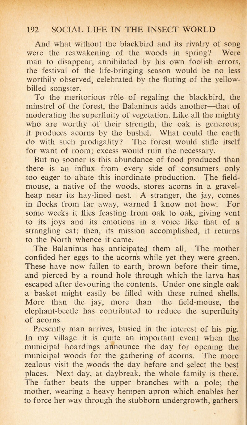 And what without the blackbird and its rivalry of song were the reawakening of the woods in spring? Were man to disappear, annihilated by his own foolish errors, the festival of the life-bringing season would be no less worthily observed, celebrated by the fluting of the yellow- billed songster. To the meritorious rôle of regaling the blackbird, the minstrel of the forest, the Balaninus adds another—that of moderating the superfluity of vegetation. Like all the mighty who are worthy of their strength, the oak is generous; it produces acorns by the bushel. What could the earth do with such prodigality? The forest would stifle itself for want of room; excess would ruin the necessary. But no sooner is this abundance of food produced than there is an influx from every side of consumers only too eager to abate this inordinate production. The field- mouse, a native of the woods, stores acorns in a gravel- heap near its hay-lined nest. A stranger, the jay, comes in flocks from far away, warned I know not how. For some weeks it flies feasting from oak to oak, giving vent to its joys and its emotions in a voice like that of a strangling cat; then, its mission accomplished, it returns to the North whence it came. The Balaninus has anticipated them all. The mother confided her eggs to the acorns while yet they were green. These have now fallen to earth, brown before their time, and pierced by a round hole through which the larva has escaped after devouring the contents. Under one single oak a basket might easily be filled with these ruined shells. More than the jay, more than the field-mouse, the elephant-beetle has contributed to reduce the superfluity of acorns. Presently man arrives, busied in the interest of his pig. In my village it is quite an important event when the municipal hoardings announce the day for opening the municipal woods for the gathering of acorns. The more zealous visit the woods the day before and select the best places. Next day, at daybreak, the whole family is there. The father beats the upper branches with a pole; the mother, wearing a heavy hempen apron which enables her to force her way through the stubborn undergrowth, gathers