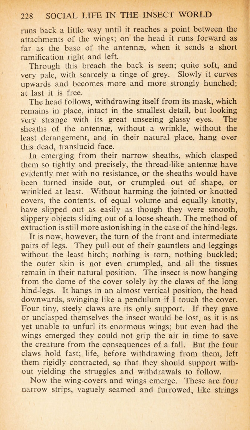 runs back a little way until it reaches a point between the attachments of the wings; on the head it runs forward as far as the base of the antennæ, when it sends a short ramification right and left. Through this breach the back is seen; quite soft, and very pale, with scarcely a tinge of grey. Slowly it curves upwards and becomes more and more strongly hunched; at last it is free. The head follows, withdrawing itself from its mask, which remains in place, intact in the smallest detail, but looking very strange with its great unseeing glassy eyes. The sheaths of the antennæ, without a wrinkle, without the least derangement, and in their natural place, hang over this dead, translucid face. In emerging from their narrow sheaths, which clasped them so tightly and precisely, the thread-like antennæ have evidently met with no resistance, or the sheaths would have been turned inside out, or crumpled out of shape, or wrinkled at least. Without harming the jointed or knotted covers, the contents, of equal volume and equally knotty, have slipped out as easily as though they were smooth, slippery objects sliding out of a loose sheath. The method of extraction is still more astonishing in the case of the hind-legs. It is now, however, the turn of the front and intermediate pairs of legs. They pull out of their gauntlets and leggings without the least hitch; nothing is torn, nothing buckled; the outer skin is not even crumpled, and all the tissues remain in their natural position. The insect is now hanging from the dome of the cover solely by the claws of the long hind-legs. It hangs in an almost vertical position, the head downwards, swinging like a pendulum if I touch the cover. Four tiny, steely claws are its only support. If they gave or unclasped themselves the insect would be lost, as it is as yet unable to unfurl its enormous wings; but even had the wings emerged they could not grip the air in time to save the creature from the consequences of a fall. But the four claws hold fast; life, before withdrawing from them, left them rigidly contracted, so that they should support with¬ out yielding the struggles and withdrawals to follow. Now the wing-covers and wings emerge. These are four narrow strips, vaguely seamed and furrowed, like strings