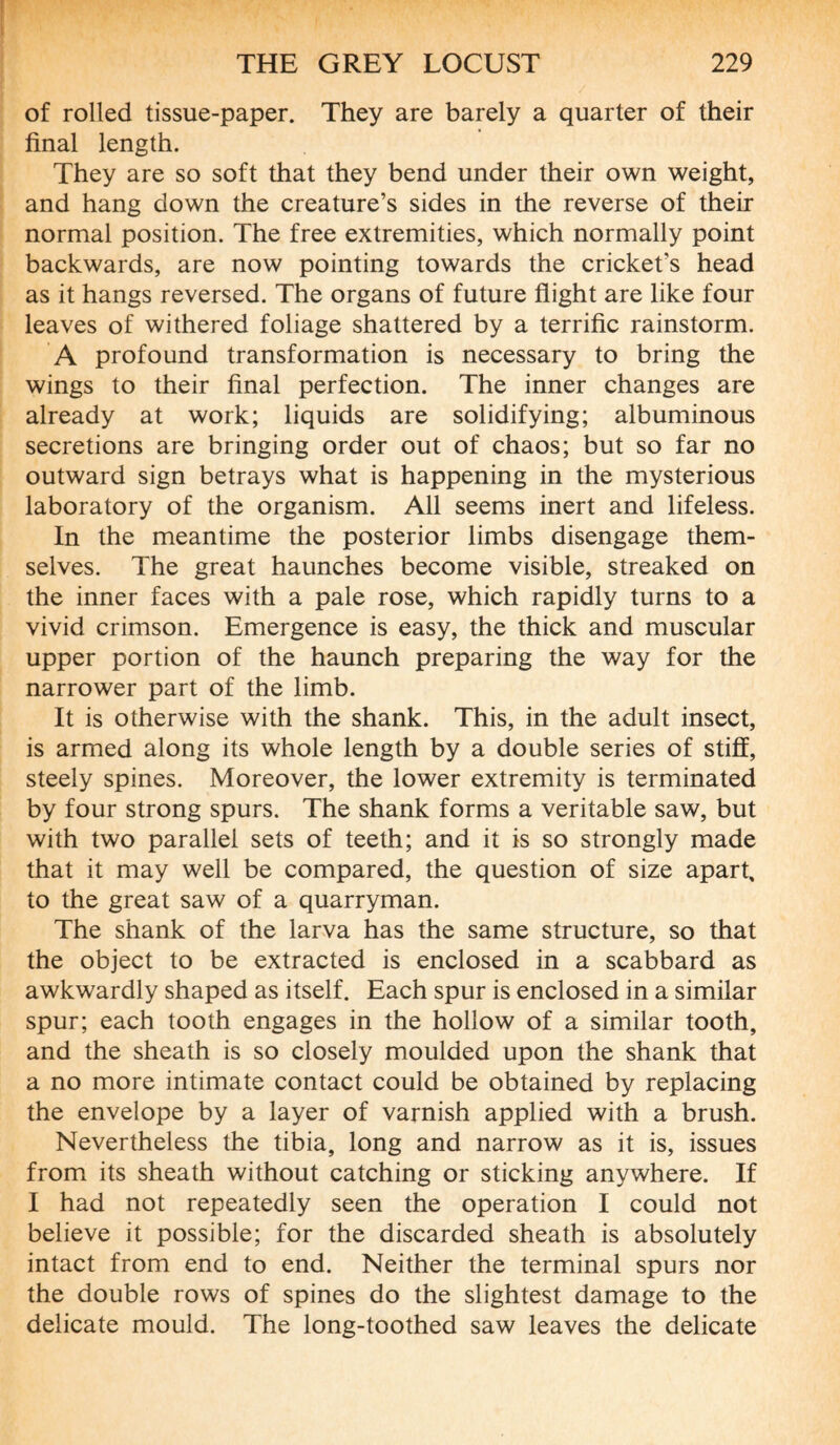 of rolled tissue-paper. They are barely a quarter of their final length. They are so soft that they bend under their own weight, and hang down the creature’s sides in the reverse of their normal position. The free extremities, which normally point backwards, are now pointing towards the cricket’s head as it hangs reversed. The organs of future flight are like four leaves of withered foliage shattered by a terrific rainstorm. A profound transformation is necessary to bring the wings to their final perfection. The inner changes are already at work; liquids are solidifying; albuminous secretions are bringing order out of chaos; but so far no outward sign betrays what is happening in the mysterious laboratory of the organism. All seems inert and lifeless. In the meantime the posterior limbs disengage them¬ selves. The great haunches become visible, streaked on the inner faces with a pale rose, which rapidly turns to a vivid crimson. Emergence is easy, the thick and muscular upper portion of the haunch preparing the way for the narrower part of the limb. It is otherwise with the shank. This, in the adult insect, is armed along its whole length by a double series of stiff, steely spines. Moreover, the lower extremity is terminated by four strong spurs. The shank forms a veritable saw, but with two parallel sets of teeth; and it is so strongly made that it may well be compared, the question of size apart, to the great saw of a quarryman. The shank of the larva has the same structure, so that the object to be extracted is enclosed in a scabbard as awkwardly shaped as itself. Each spur is enclosed in a similar spur; each tooth engages in the hollow of a similar tooth, and the sheath is so closely moulded upon the shank that a no more intimate contact could be obtained by replacing the envelope by a layer of varnish applied with a brush. Nevertheless the tibia, long and narrow as it is, issues from its sheath without catching or sticking anywhere. If I had not repeatedly seen the operation I could not believe it possible; for the discarded sheath is absolutely intact from end to end. Neither the terminal spurs nor the double rows of spines do the slightest damage to the delicate mould. The long-toothed saw leaves the delicate