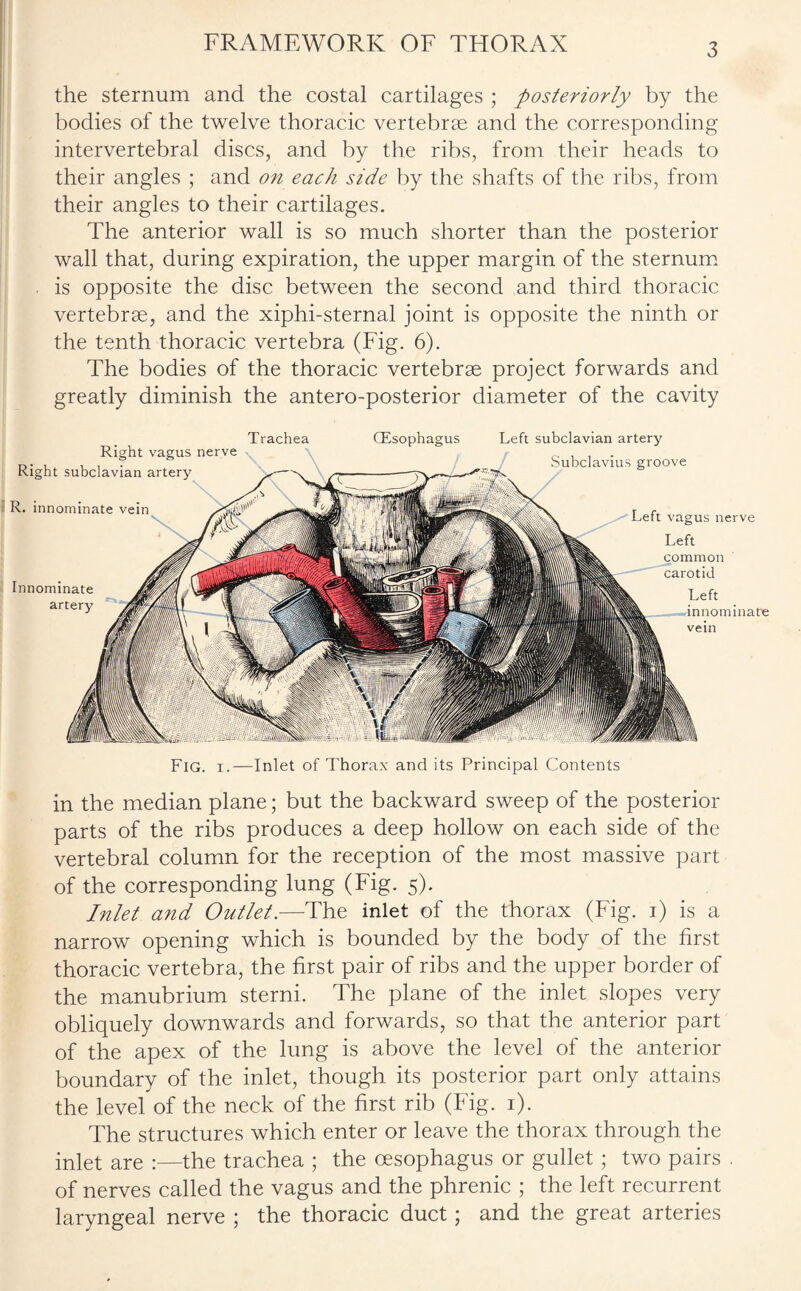 FRAMEWORK OF THORAX the sternum and the costal cartilages ; posteriorly by the bodies of the twelve thoracic vertebrae and the corresponding intervertebral discs, and by the ribs, from their heads to their angles ; and on each side by the shafts of the ribs, from their angles to their cartilages. The anterior wall is so much shorter than the posterior wall that, during expiration, the upper margin of the sternum is opposite the disc between the second and third thoracic vertebrae, and the xiphi-sternal joint is opposite the ninth or the tenth thoracic vertebra (Fig. 6). The bodies of the thoracic vertebrae project forwards and greatly diminish the antero-posterior diameter of the cavity Right vagus nerve Right subclavian artery R. innominate vein Innominate artery Trachea CEsophagus Left subclavian artery Subclavius groove Left vagus nerve Left tid Left ominate vein Fig. i.—Inlet of Thorax and its Principal Contents in the median plane; but the backward sweep of the posterior parts of the ribs produces a deep hollow on each side of the vertebral column for the reception of the most massive part of the corresponding lung (Fig. 5). Inlet and Outlet.—The inlet of the thorax (Fig. 1) is a narrow opening which is bounded by the body of the first thoracic vertebra, the first pair of ribs and the upper border of the manubrium sterni. The plane of the inlet slopes very obliquely downwards and forwards, so that the anterior part of the apex of the lung is above the level of the anterior boundary of the inlet, though its posterior part only attains the level of the neck of the first rib (Fig. 1). The structures which enter or leave the thorax through the inlet are —the trachea ; the oesophagus or gullet ; two pairs of nerves called the vagus and the phrenic ; the left recurrent laryngeal nerve ; the thoracic duct; and the great arteries