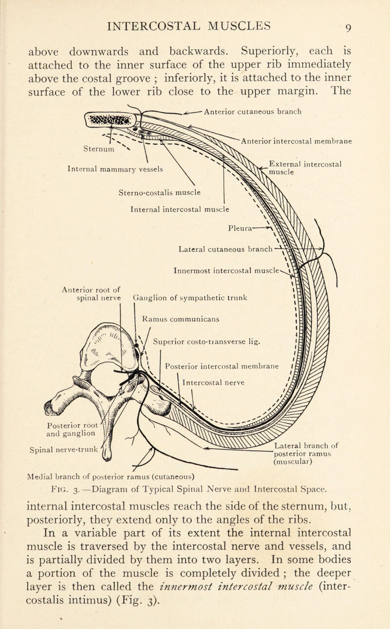 above downwards and backwards. Superiorly, each is attached to the inner surface of the upper rib immediately above the costal groove ; inferiorly, it is attached to the inner surface of the lower rib close to the upper margin. The Fig. 3.—Diagram of Typical Spinal Nerve and Intercostal Space. internal intercostal muscles reach the side of the sternum, but, posteriorly, they extend only to the angles of the ribs. In a variable part of its extent the internal intercostal muscle is traversed by the intercostal nerve and vessels, and is partially divided by them into two layers. In some bodies a portion of the muscle is completely divided ; the deeper layer is then called the innermost intercostal muscle (inter- costalis intimus) (Fig. 3).