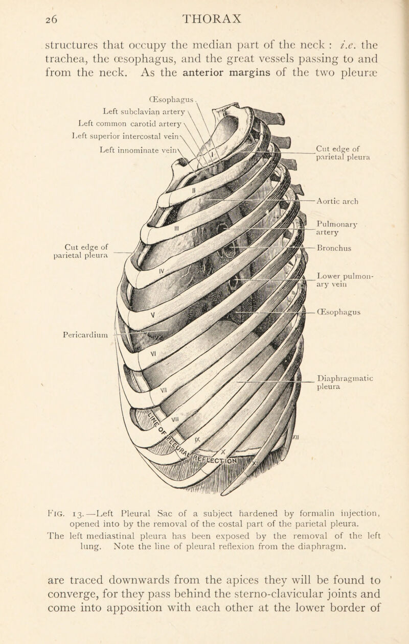 structures that occupy the median part of the neck : i.c. the trachea, the oesophagus, and the great vessels passing to and from the neck. As the anterior margins of the two pleurae CEsophagus. Left subclavian artery Left common carotid artery Left superior intercostal vein Left innominate vein Cut edge of parietal pleura Pericardium - Cut edge of parietal pleura Aortic arch Pulmonary artery Bronchus %_Lower pulmon¬ ary vein CEsophagus Diaphragmatic pleura Fig. 13.—Left Pleural Sac of a subject hardened by formalin injection, opened into by the removal of the costal part of the parietal pleura. The left mediastinal pleura has been exposed by the removal of the left lung. Note the line of pleural reflexion from the diaphragm. are traced downwards from the apices they will be found to converge, for they pass behind the sterno-clavicular joints and come into apposition with each other at the lower border of