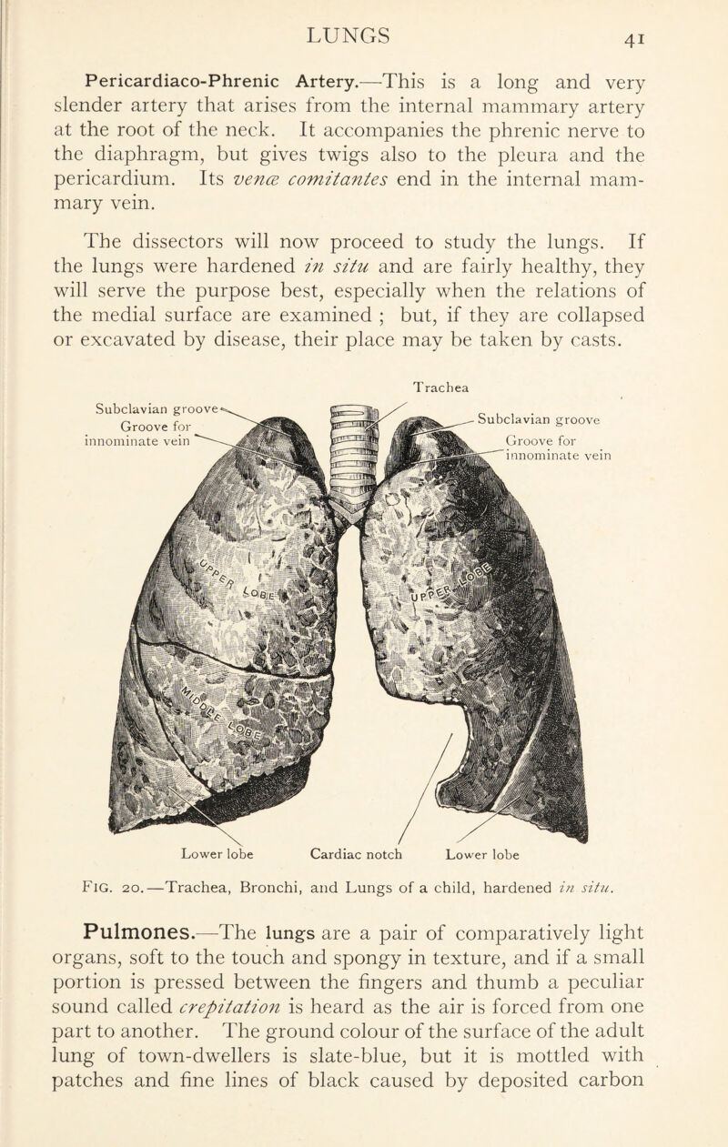 Pericardiaco-Phrenic Artery.—-This is a long and very slender artery that arises from the internal mammary artery at the root of the neck. It accompanies the phrenic nerve to the diaphragm, but gives twigs also to the pleura and the pericardium. Its vence comitantes end in the internal mam¬ mary vein. The dissectors will now proceed to study the lungs. If the lungs were hardened in situ and are fairly healthy, they will serve the purpose best, especially when the relations of the medial surface are examined ; but, if they are collapsed or excavated by disease, their place may be taken by casts. Lower lobe Cardiac notch Lower lobe Subclavian groove Groove for innominate vein T rachea Subclavian groove Groove for innominate vein Fig. 20.—Trachea, Bronchi, and Lungs of a child, hardened in situ. Pulmones.—The lungs are a pair of comparatively light organs, soft to the touch and spongy in texture, and if a small portion is pressed between the fingers and thumb a peculiar sound called crepitation is heard as the air is forced from one part to another. The ground colour of the surface of the adult lung of town-dwellers is slate-blue, but it is mottled with patches and fine lines of black caused by deposited carbon