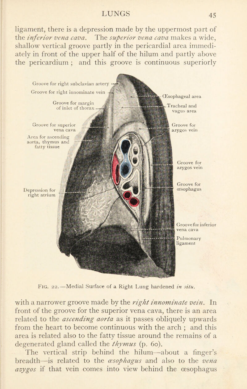 ligament, there is a depression made by the uppermost part of the inferior vena cava. The superior vena cava makes a wide, shallow vertical groove partly in the pericardial area immedi¬ ately in front of the upper half of the hilum and partly above the pericardium ; and this groove is continuous superiorly Groove for azygos vein Groove for oesophagus Groove for inferior vena cava Pulmonary ligament Depression for right atrium (Esophageal area Tracheal and vagus area Groove for azygos vein Groove for right subclavian artery Groove for right innominate vein Groove for margin of inlet of thorax- Groove for superior vena cava Area for ascending aorta, thymus and fatty tissue Fig. 22.—Medial Surface of a Right Lung hardened in situ. with a narrower groove made by the right innominate vein. In front of the groove for the superior vena cava, there is an area related to the ascending aorta as it passes obliquely upwards from the heart to become continuous with the arch ; and this area is related also to the fatty tissue around the remains of a degenerated gland called the thymus (p. 60). The vertical strip behind the hilum—about a finger’s breadth—is related to the oesophagus and also to the vena azygos if that vein comes into view behind the oesophagus